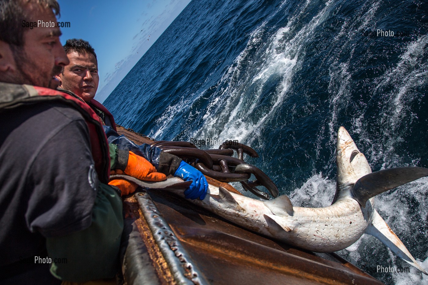 MARINS EN ACTION POUR REMONTER UN REQUIN, PECHE EN MER SUR UN CHALUTIER A LA LANGOUSTINE 'LE QUENTIN-GREGOIRE' AU LARGE DES SABLES-D'OLONNE, (85) VENDEE, PAYS DE LA LOIRE, FRANCE 