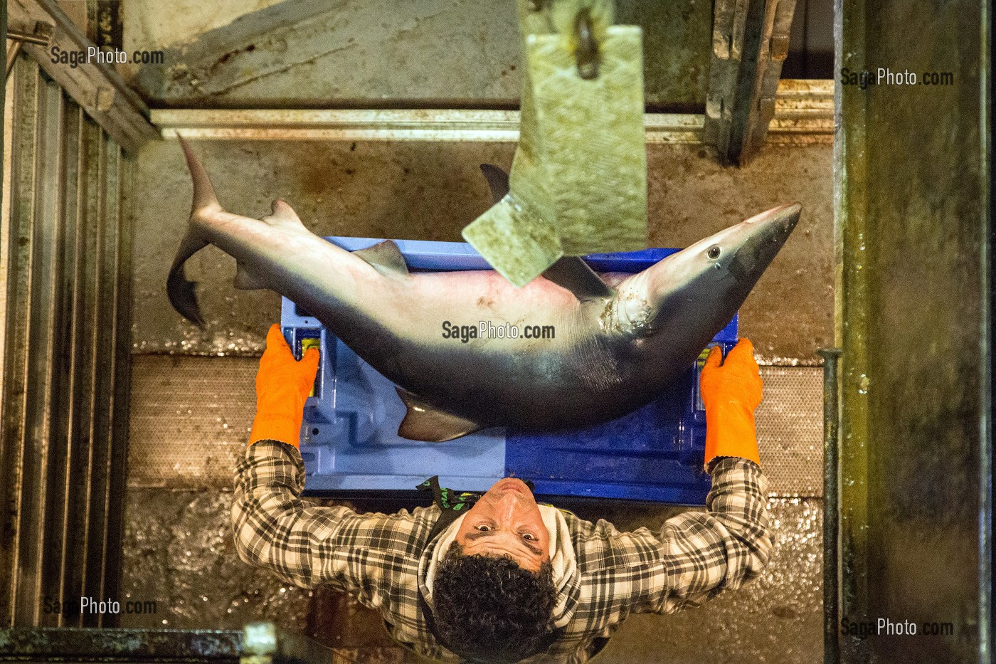 REQUIN A PEAU BLEUE SORTIE DU FRIGO POUR TRANSPORT A LA CRIEE, PECHE EN MER SUR UN CHALUTIER A LA LANGOUSTINE 'LE QUENTIN-GREGOIRE' AU LARGE DES SABLES-D'OLONNE, (85) VENDEE, PAYS DE LA LOIRE, FRANCE 