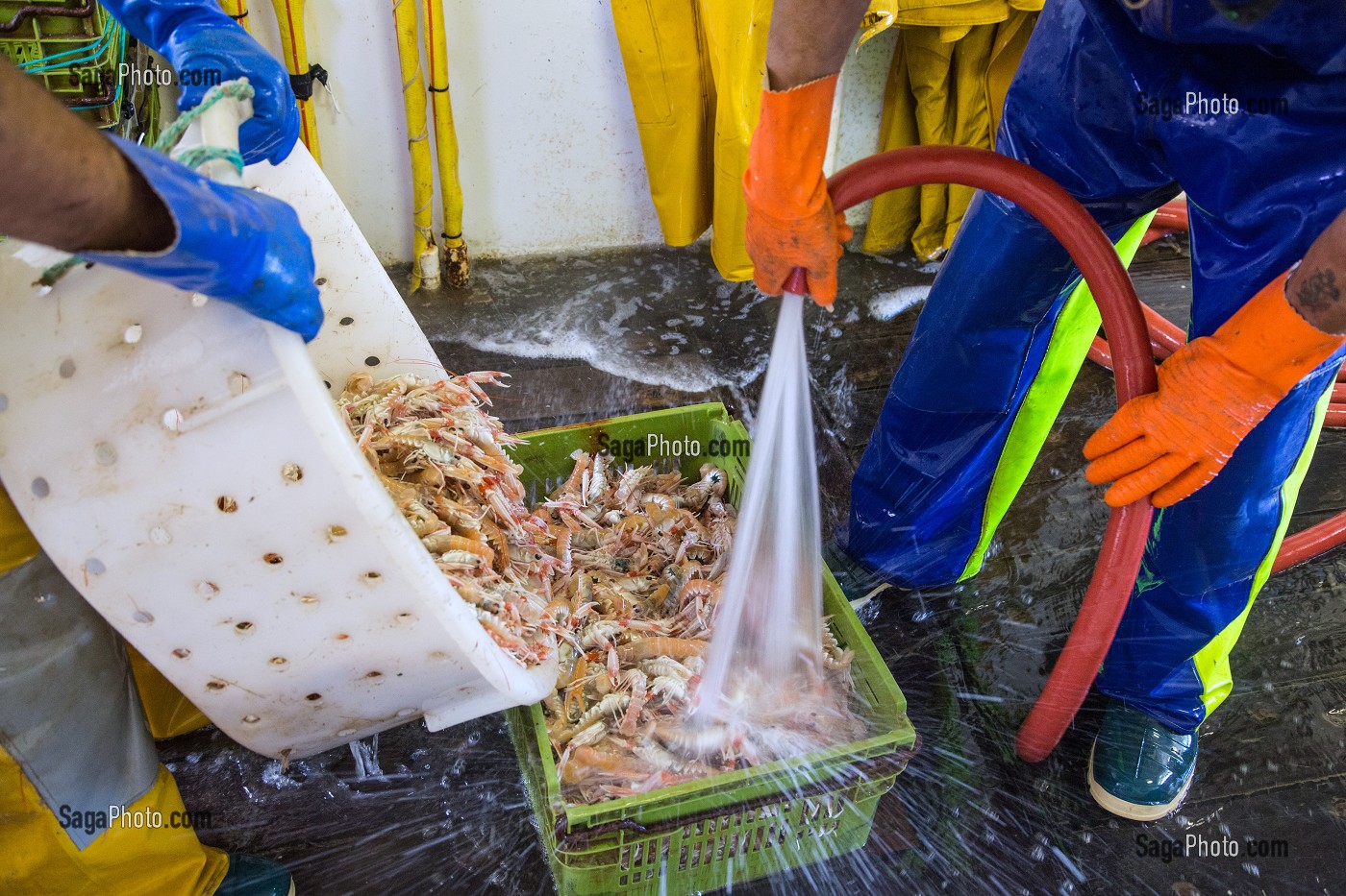 LAVAGE A GRANDE EAU DES LANGOUSTINES VIVANTES, PECHE EN MER SUR UN CHALUTIER A LA LANGOUSTINE 'LE QUENTIN-GREGOIRE' AU LARGE DES SABLES-D'OLONNE, (85) VENDEE, PAYS DE LA LOIRE, FRANCE 