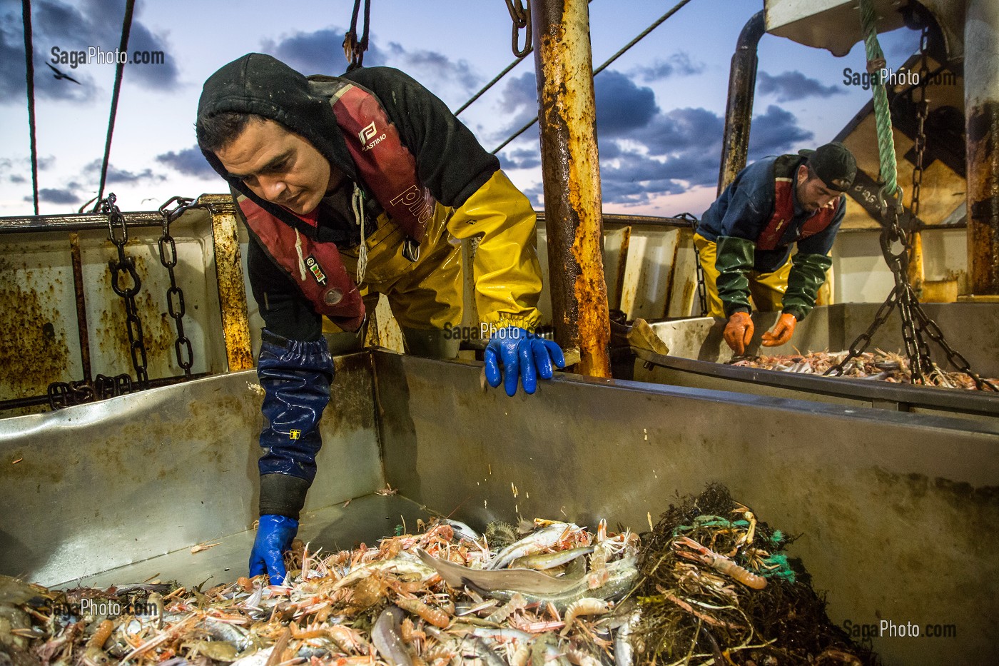 MARINS EN ACTION POUR PREPARER LES POISSONS ET LANGOUSTINES VIVANTES SUR LA TABLE DE TRI, PECHE EN MER SUR UN CHALUTIER A LA LANGOUSTINE 'LE QUENTIN-GREGOIRE' AU LARGE DES SABLES-D'OLONNE, (85) VENDEE, PAYS DE LA LOIRE, FRANCE 