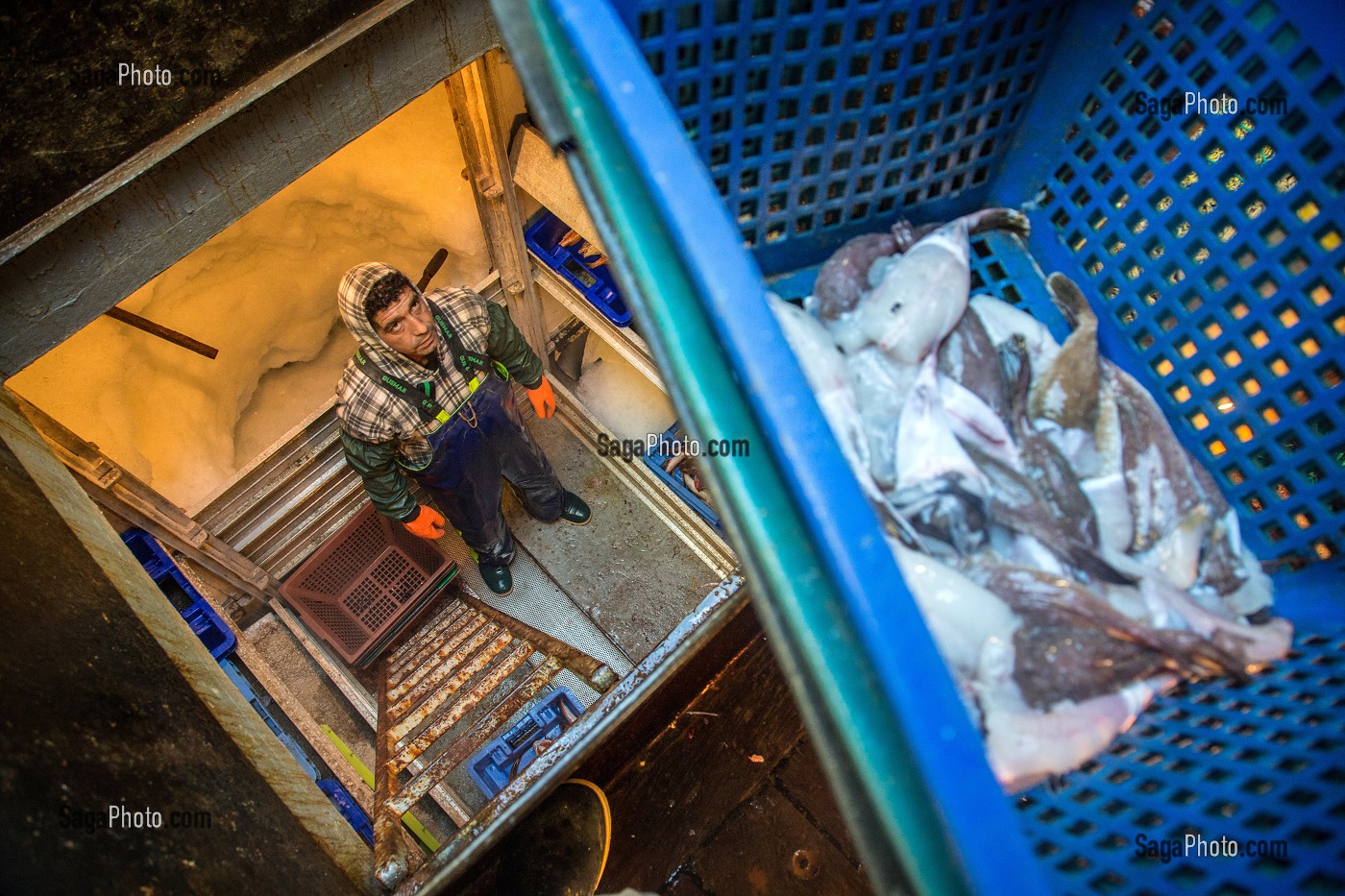 DESCENTE DES POISSONS (QUEUE DE LOTTES) POUR STOCKAGE DANS LES FRIGOS, PECHE EN MER SUR UN CHALUTIER A LA LANGOUSTINE 'LE QUENTIN-GREGOIRE' AU LARGE DES SABLES-D'OLONNE, (85) VENDEE, PAYS DE LA LOIRE, FRANCE 