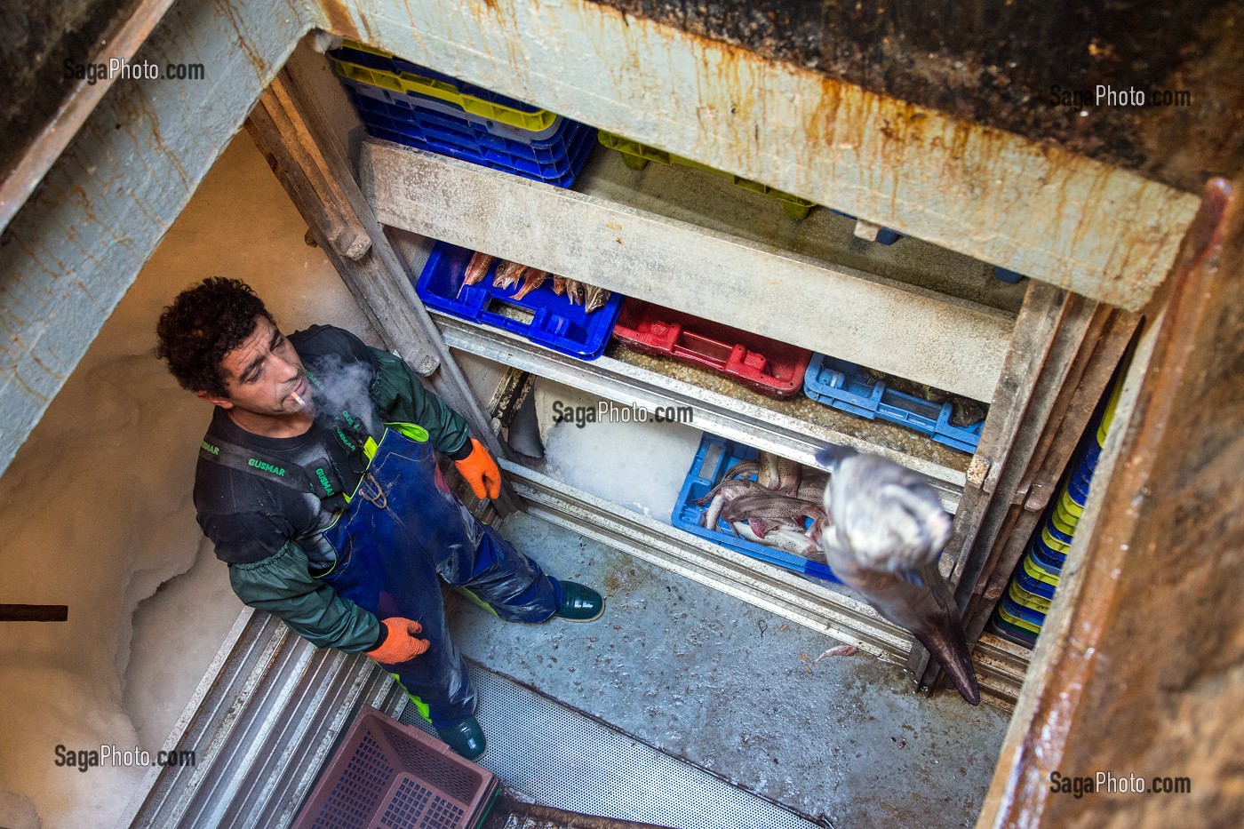 DESCENTE DES POISSONS (CONGRE) POUR STOCKAGE DANS LES FRIGOS, PECHE EN MER SUR UN CHALUTIER A LA LANGOUSTINE 'LE QUENTIN-GREGOIRE' AU LARGE DES SABLES-D'OLONNE, (85) VENDEE, PAYS DE LA LOIRE, FRANCE 