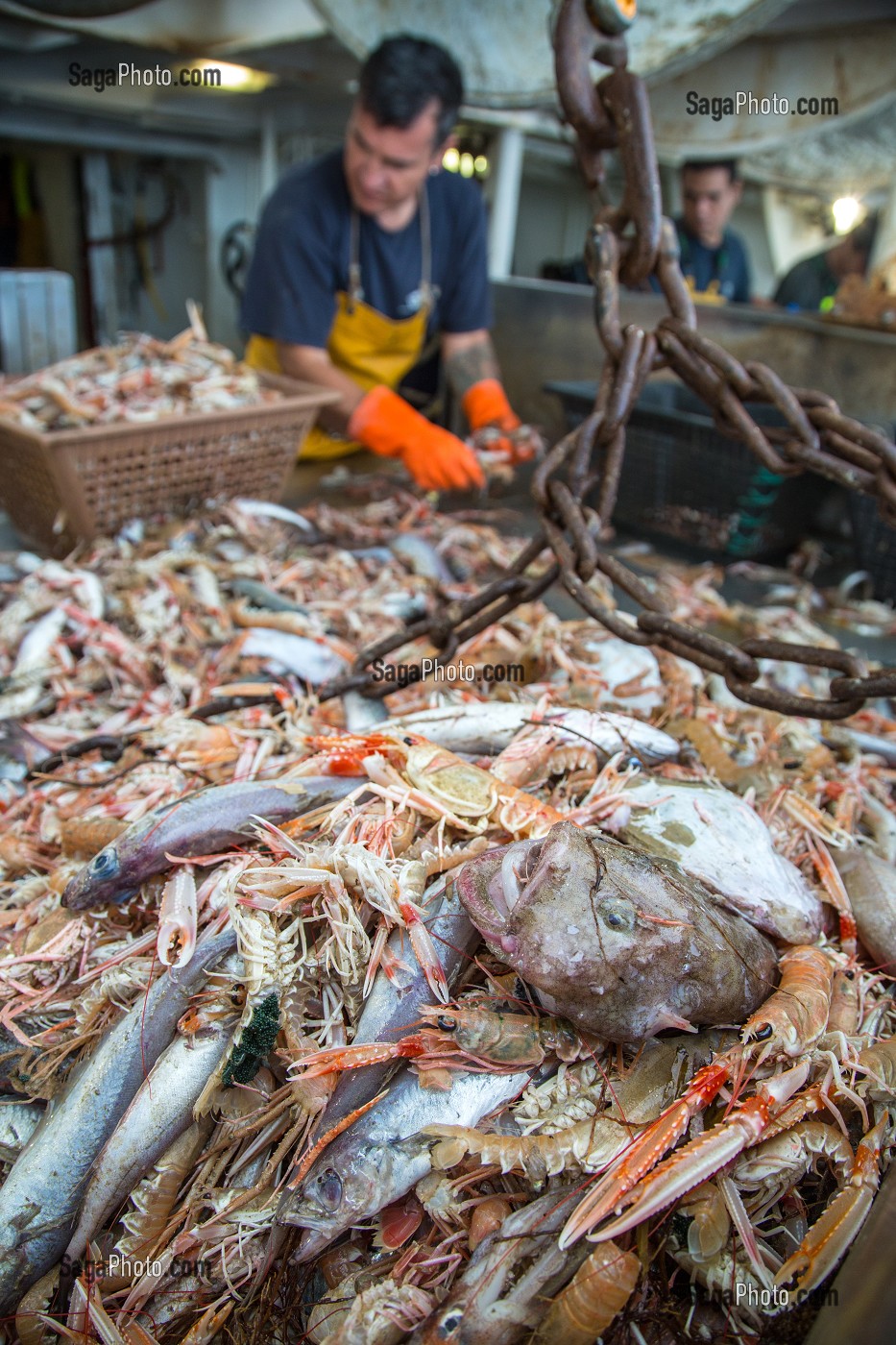 MARINS SUR LA TABLE DE TRI DES LANGOUSTINES ET DES POISSONS, PECHE EN MER SUR UN CHALUTIER A LA LANGOUSTINE 'LE QUENTIN-GREGOIRE' AU LARGE DES SABLES-D'OLONNE (85), FRANCE 