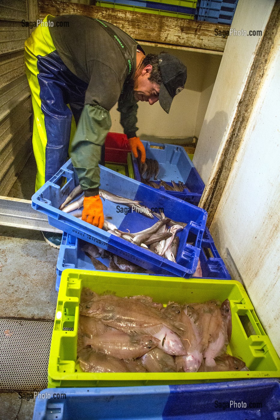 STOCKAGE DES POISSONS (CARDINES OU LIMANDES) DANS LES FRIGOS, PECHE EN MER SUR UN CHALUTIER A LA LANGOUSTINE 'LE QUENTIN-GREGOIRE' AU LARGE DES SABLES-D'OLONNE (85), FRANCE 