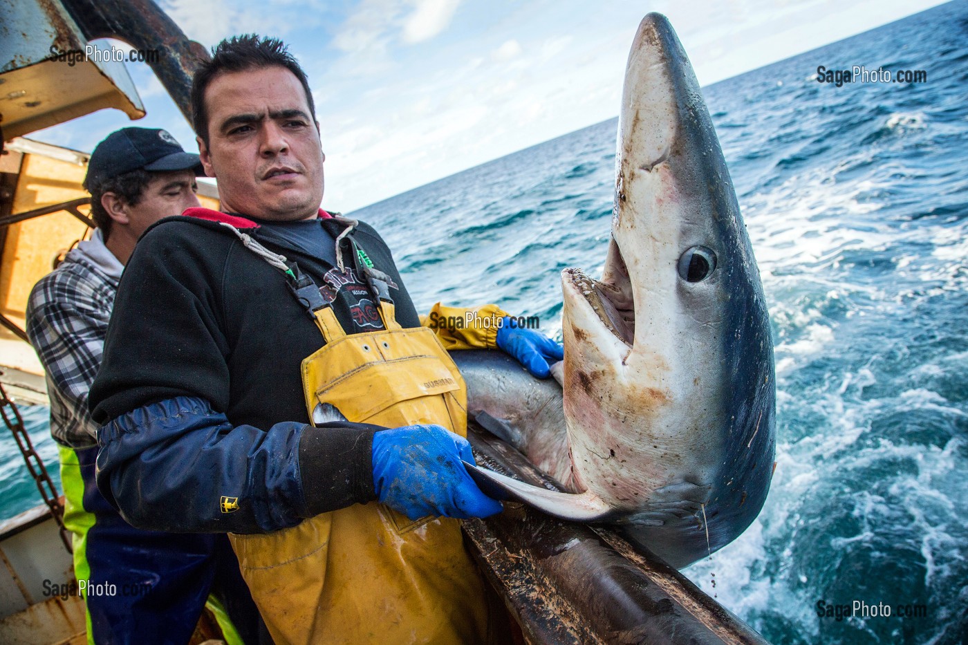 REQUIN A PEAU BLEUE REMIS A L'EAU ENCORE VIVANT POUR PRESERVATION DE L'ESPECE, PECHE EN MER SUR UN CHALUTIER A LA LANGOUSTINE 'LE QUENTIN-GREGOIRE' AU LARGE DES SABLES-D'OLONNE (85), FRANCE 