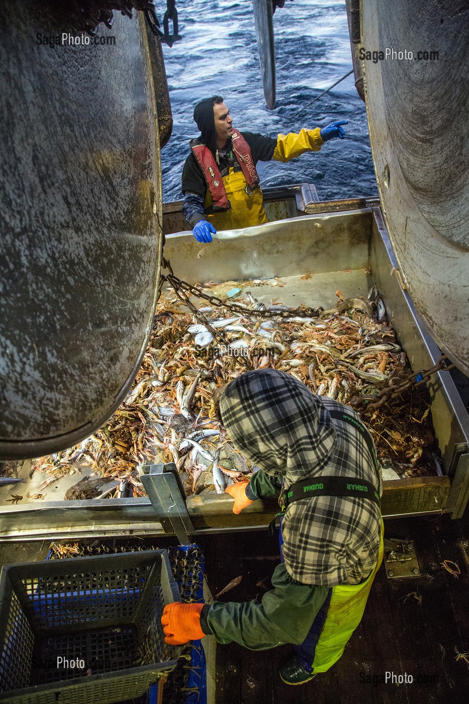 MARINS EN ACTION POUR PREPARER LES POISSONS ET LANGOUSTINES VIVANTES SUR LA TABLE DE TRI, PECHE EN MER SUR UN CHALUTIER A LA LANGOUSTINE 'LE QUENTIN-GREGOIRE' AU LARGE DES SABLES-D'OLONNE (85), FRANCE 