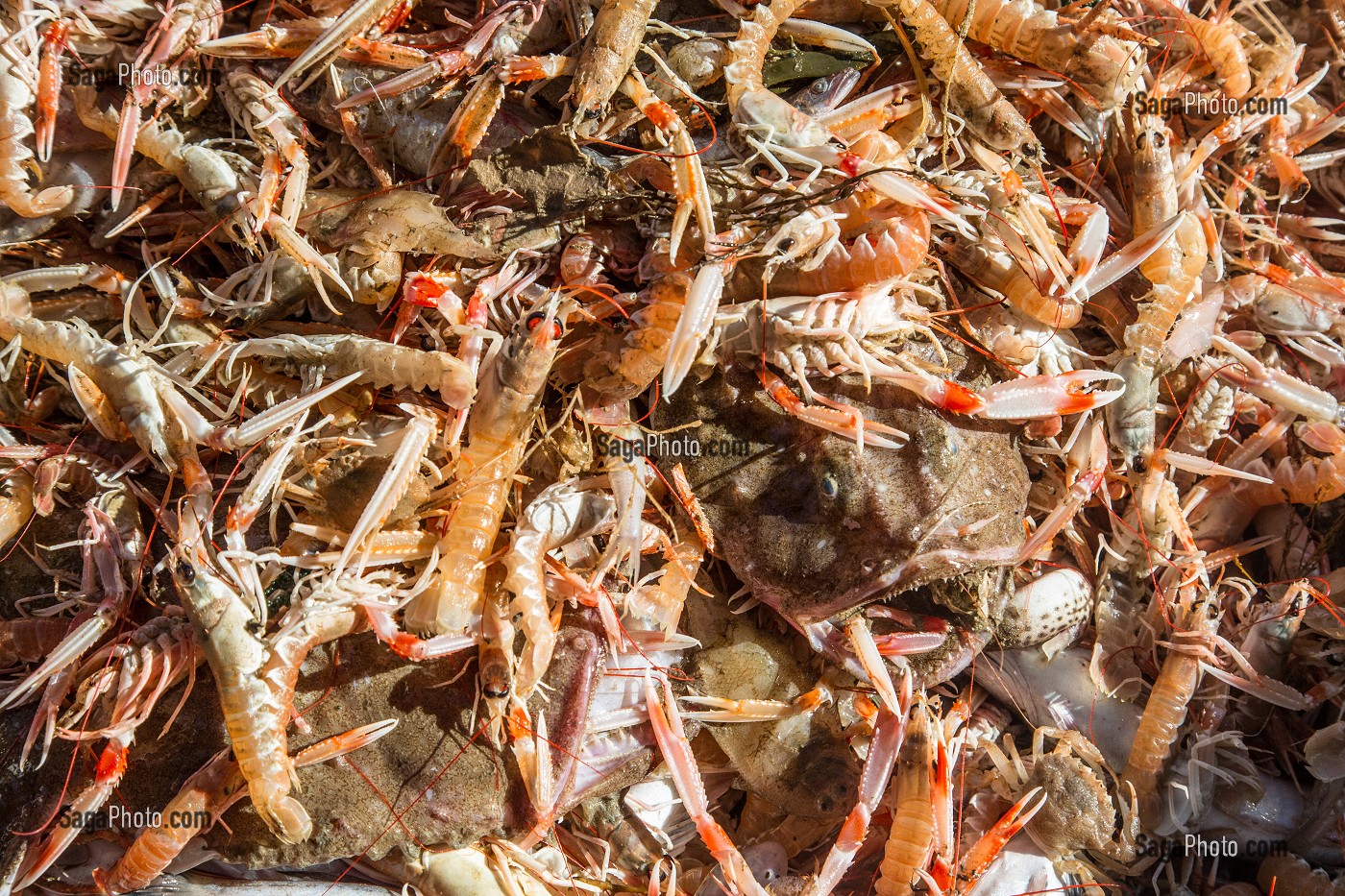 POISSONS (LOTTES) ET LANGOUSTINES TOUT JUSTE PECHES SUR LA TABLE DE TRI, PECHE EN MER SUR UN CHALUTIER A LA LANGOUSTINE 'LE QUENTIN-GREGOIRE' AU LARGE DES SABLES-D'OLONNE (85), FRANCE 