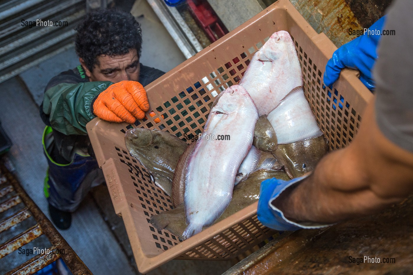 DESCENTE DES POISSONS (SOLES) POUR STOCKAGE DANS LE FRIGO, PECHE EN MER SUR UN CHALUTIER A LA LANGOUSTINE 'LE QUENTIN-GREGOIRE' AU LARGE DES SABLES-D'OLONNE (85), FRANCE 