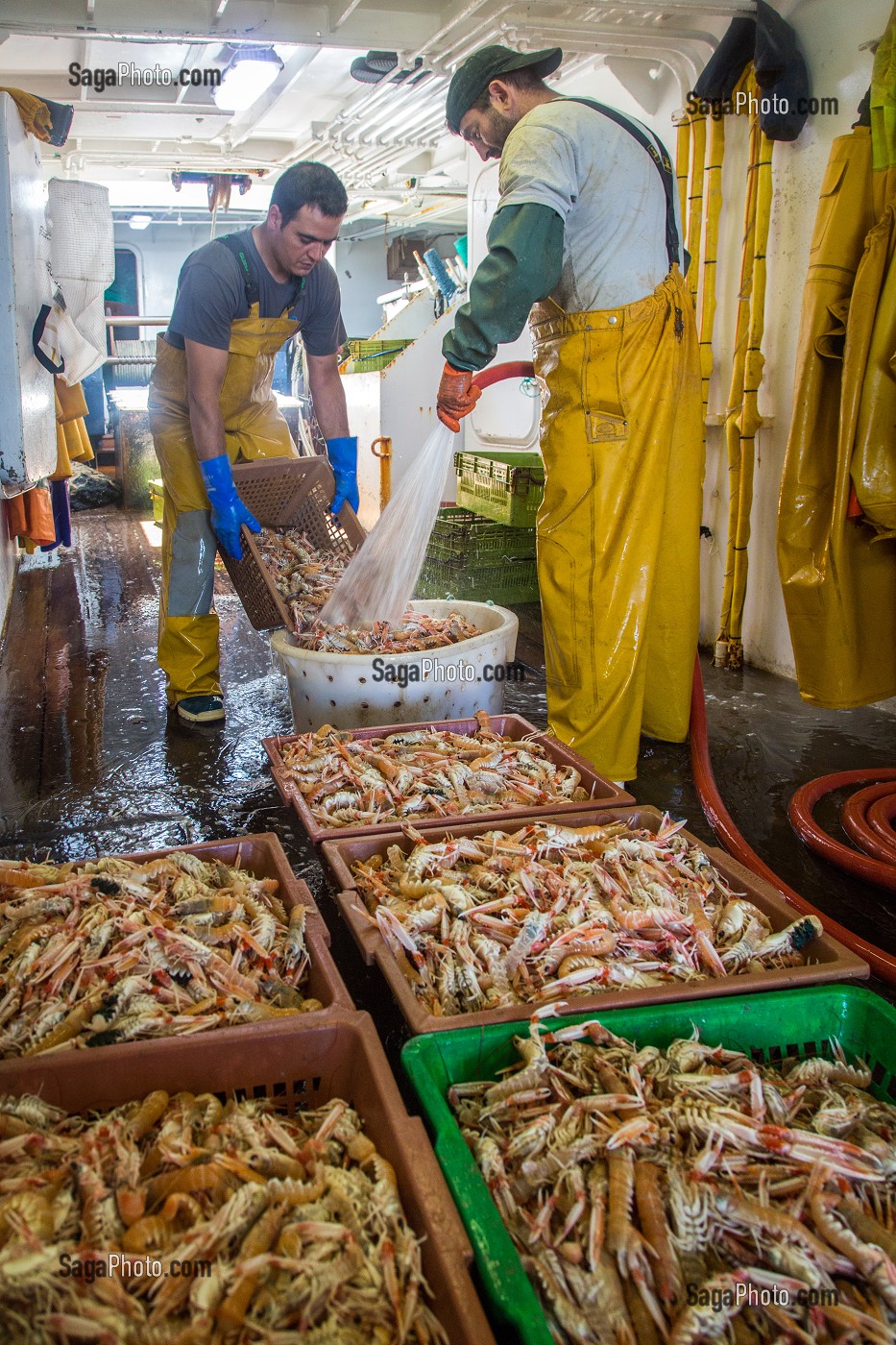 LAVAGE A GRANDE EAU DES LANGOUSTINES VIVANTES, PECHE EN MER SUR UN CHALUTIER A LA LANGOUSTINE 'LE QUENTIN-GREGOIRE' AU LARGE DES SABLES-D'OLONNE (85), FRANCE 