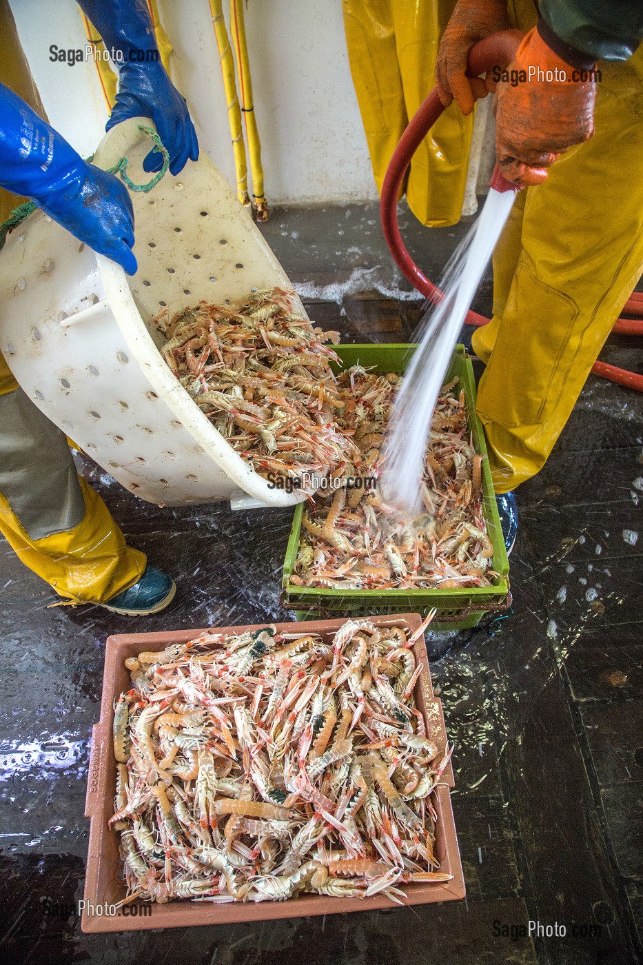 LAVAGE A GRANDE EAU DES LANGOUSTINES VIVANTES, PECHE EN MER SUR UN CHALUTIER A LA LANGOUSTINE 'LE QUENTIN-GREGOIRE' AU LARGE DES SABLES-D'OLONNE (85), FRANCE 