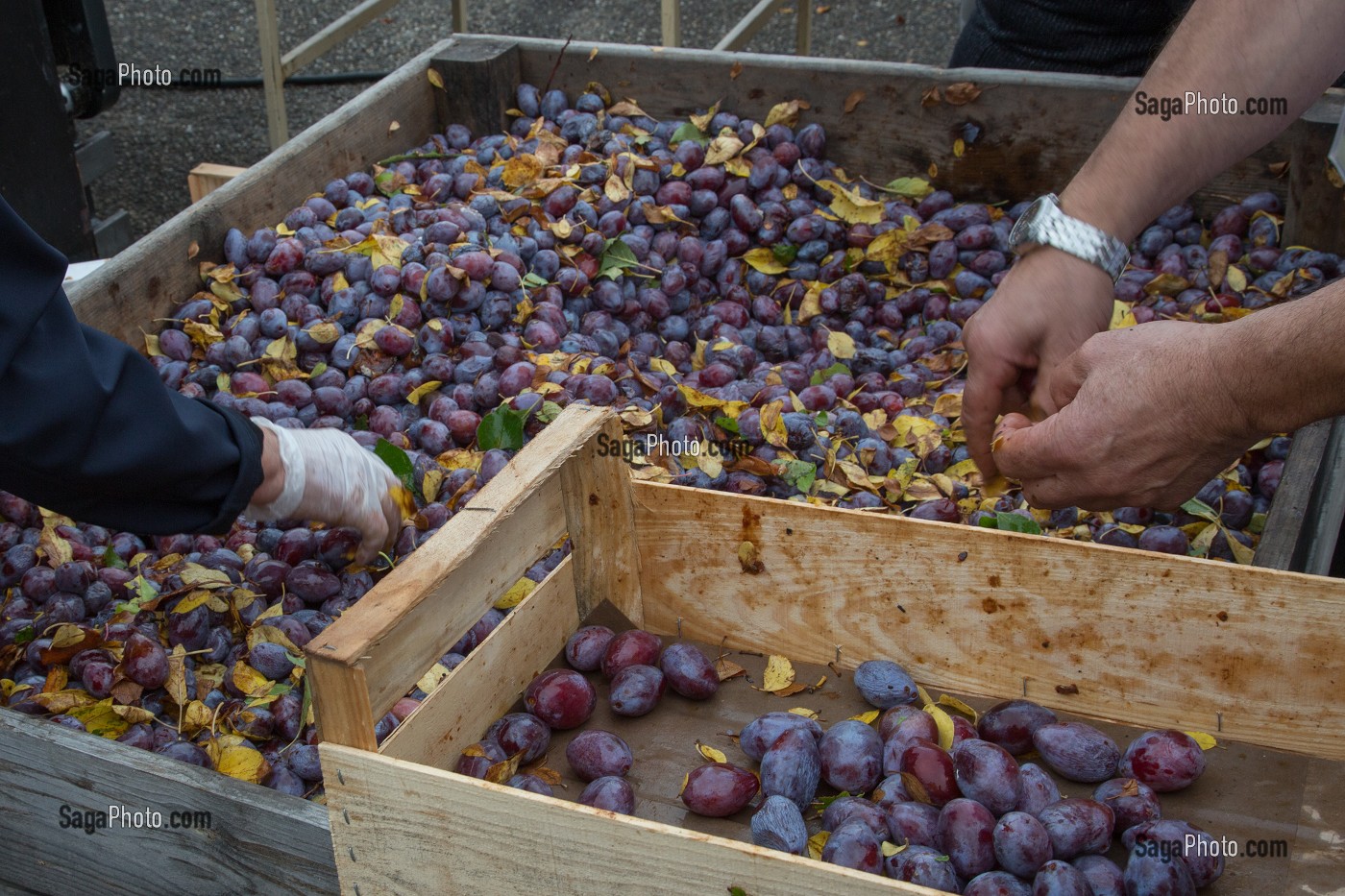 TRI DES PRUNES AVANT LA CUISSON POUR DEVENIR DES PRUNEAUX D'AGEN (47), FRANCE 
