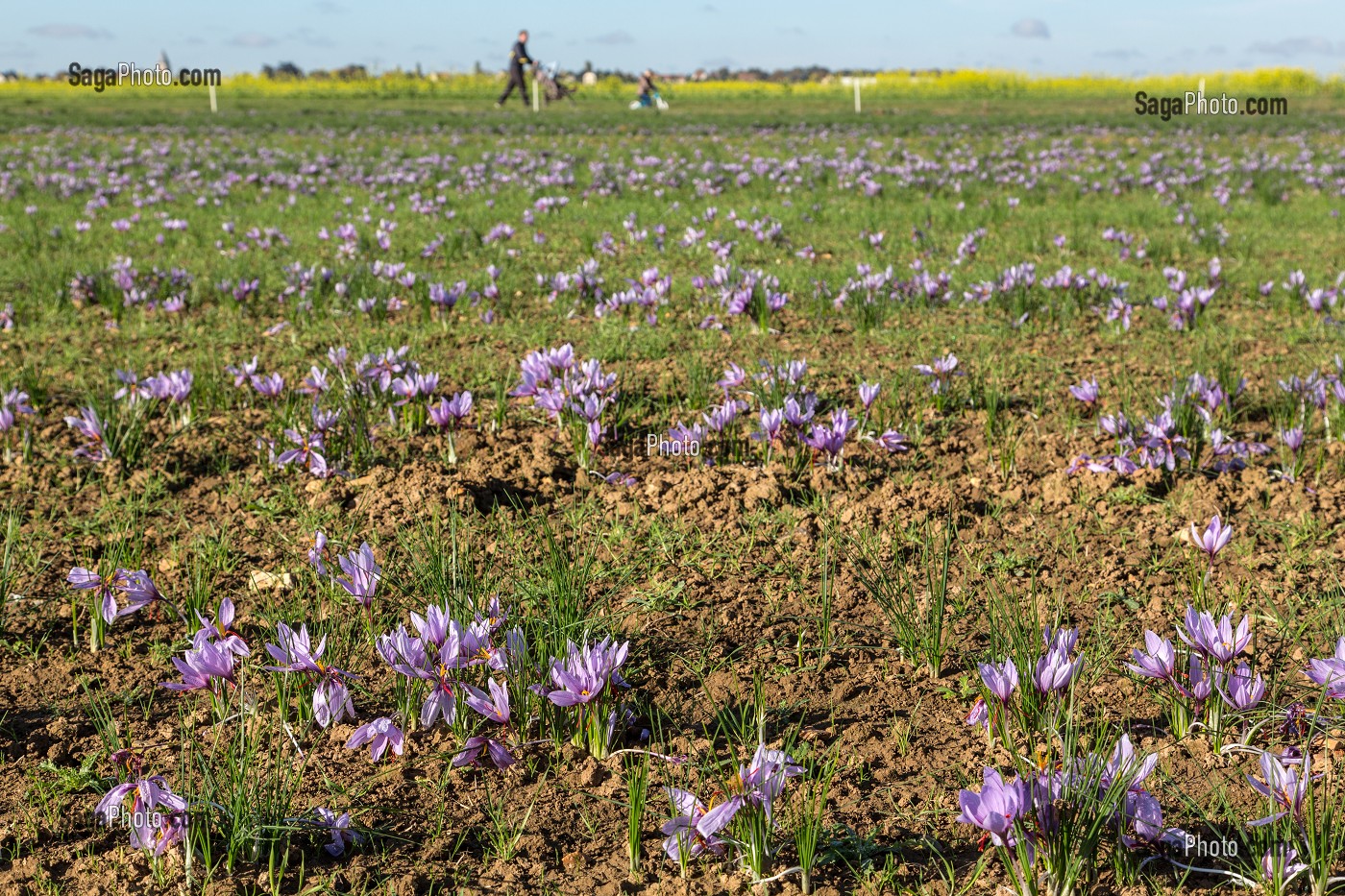 CHAMP DE FLEURS DE SAFRAN EN CAMPAGNE, CULTURE DU SAFRAN DE L'EXPLOITATION DE SAMUEL DE SMET (MEDAILLE D'OR AU CONCOURS AGRICOLE), BROUE (28), FRANCE 