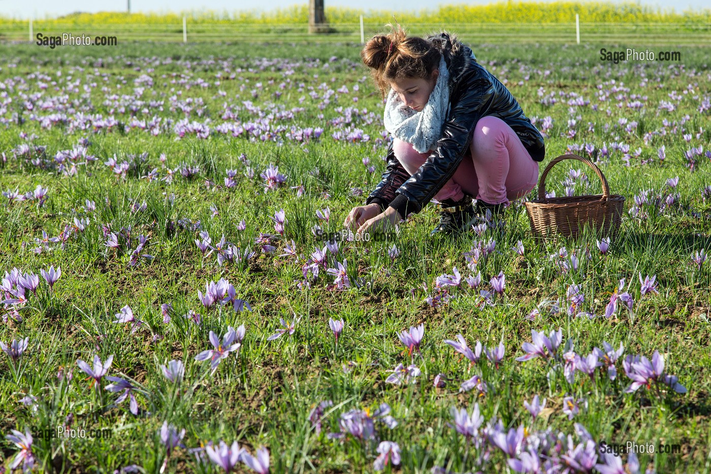 RAMASSAGE DES FLEURS DE SAFRAN, CULTURE DU SAFRAN DE L'EXPLOITATION DE SAMUEL DE SMET (MEDAILLE D'OR AU CONCOURS AGRICOLE), BROUE (28), FRANCE 