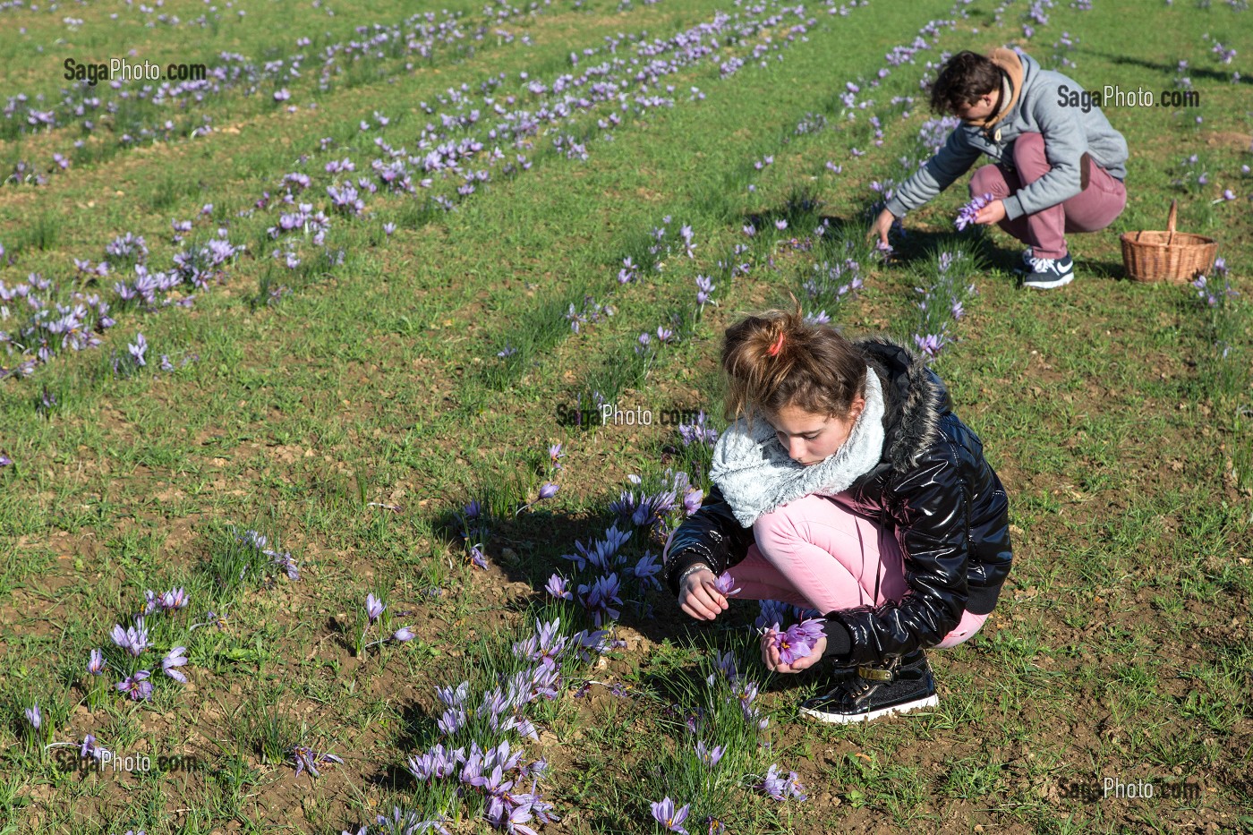 RAMASSAGE DES FLEURS DE SAFRAN, CULTURE DU SAFRAN DE L'EXPLOITATION DE SAMUEL DE SMET (MEDAILLE D'OR AU CONCOURS AGRICOLE), BROUE (28), FRANCE 