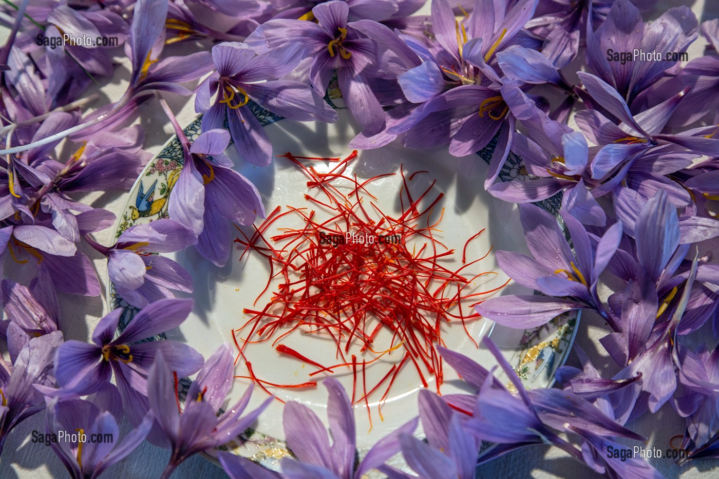 PISTILS ET FLEURS DE SAFRAN, CULTURE DU SAFRAN DE L'EXPLOITATION DE SAMUEL DE SMET (MEDAILLE D'OR AU CONCOURS AGRICOLE), BROUE (28), FRANCE 