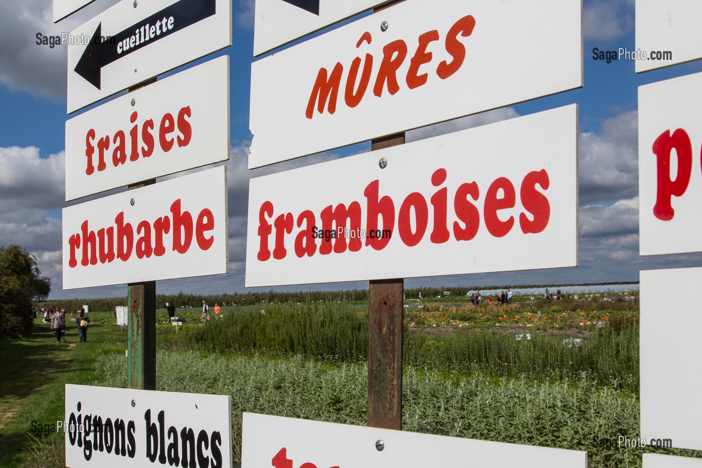 TABLEAU DES FRUITS ET LEGUMES DE SAISON DE LA CUEILLETTE DES JARDINS D'IMBERMAIS, IMBERMAIS (28), FRANCE 