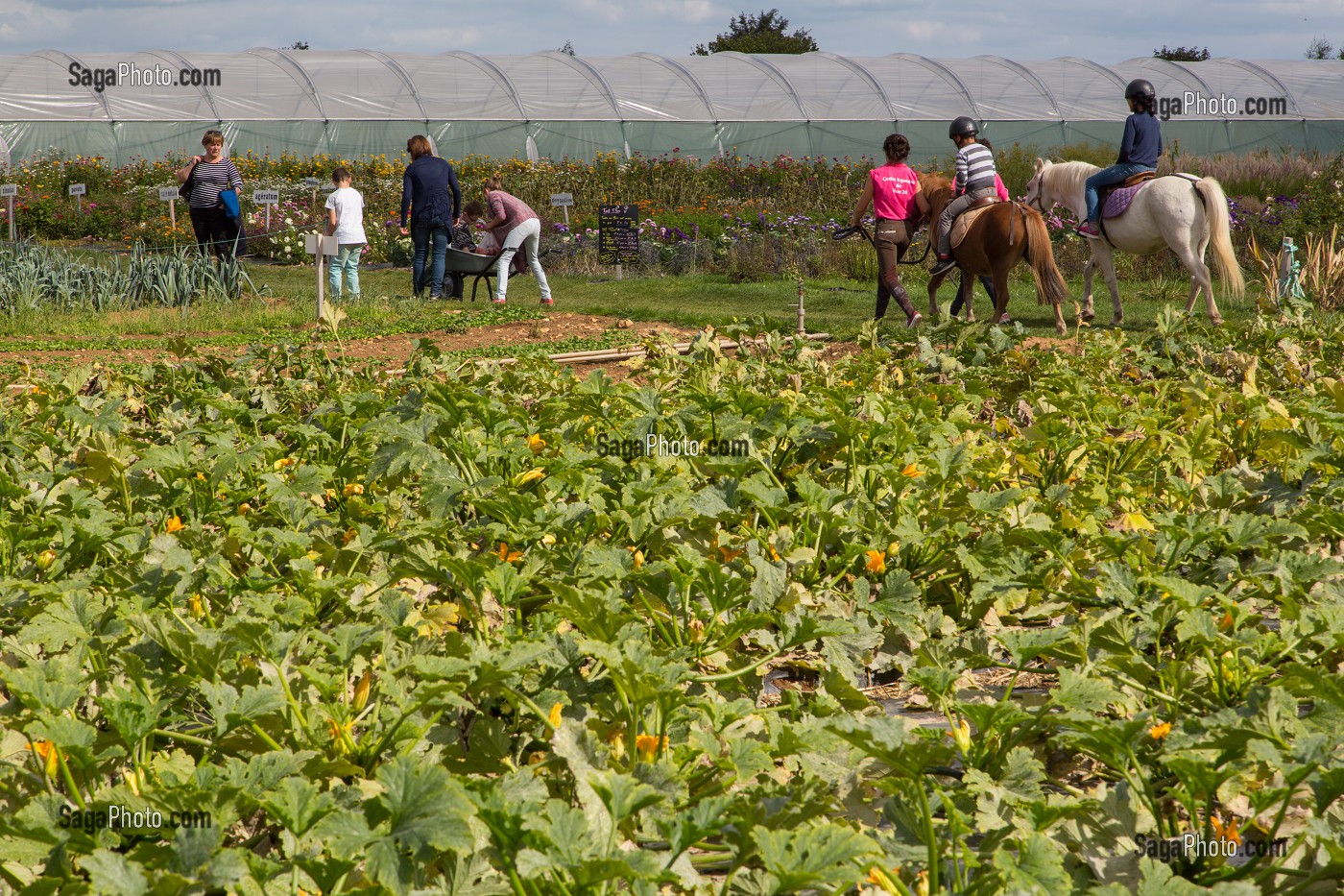 BALADE EN PONEY DANS LES PARCELLES DE LA CUEILLETTE DES JARDINS D'IMBERMAIS, IMBERMAIS (28), FRANCE 
