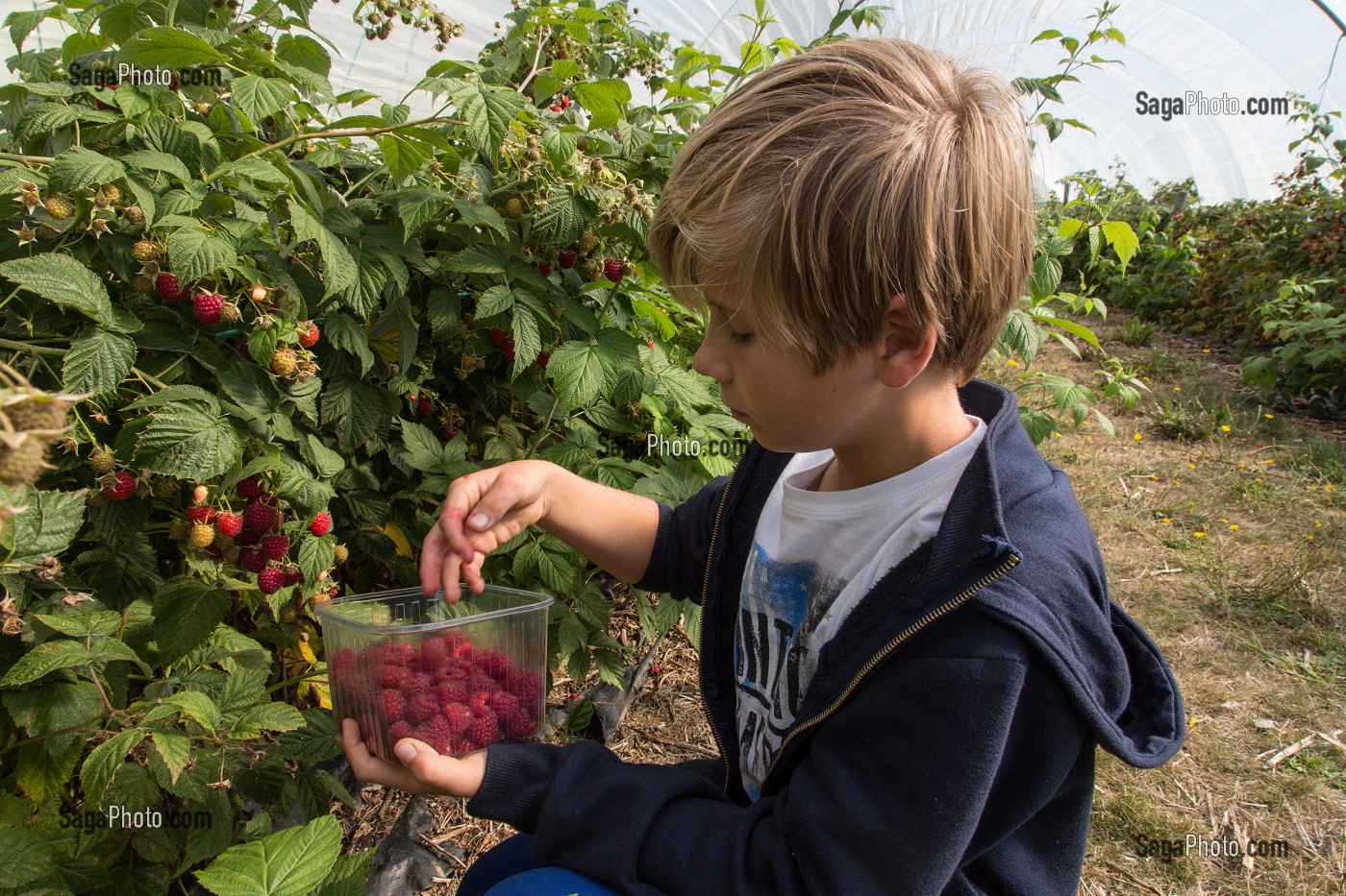 ENFANT QUI CUEILLE LES FRAMBOISES, LA CUEILLETTE DES JARDINS D'IMBERMAIS, IMBERMAIS (28), FRANCE 