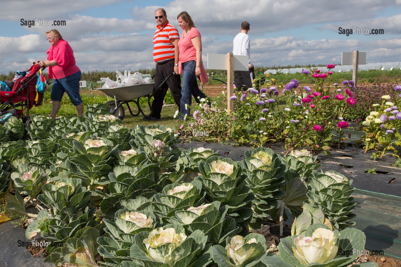 CONSOMMATEURS CUEILLEURS AVEC LEURS BROUETTE CHARGEE DE FRUITS ET LEGUMES DEVANT LES FLEURS (CHOUX) DE LA CUEILLETTE DES JARDINS D'IMBERMAIS, IMBERMAIS (28), FRANCE 