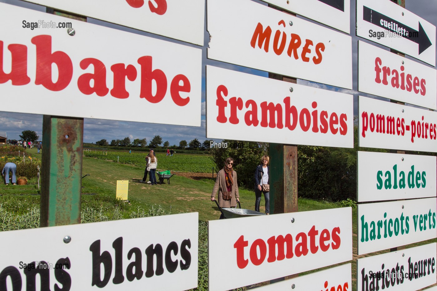 TABLEAU DES FRUITS ET LEGUMES DE SAISON DE LA CUEILLETTE DES JARDINS D'IMBERMAIS, IMBERMAIS (28), FRANCE 