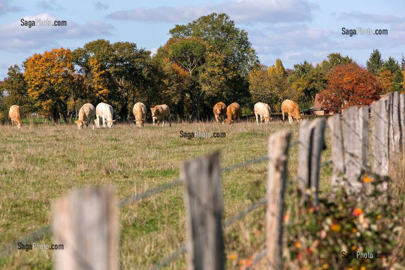 TROUPEAU DE VACHES AU PATURAGE DANS LES COULEURS DE L'AUTOMNE, BOURTH (27), FRANCE 