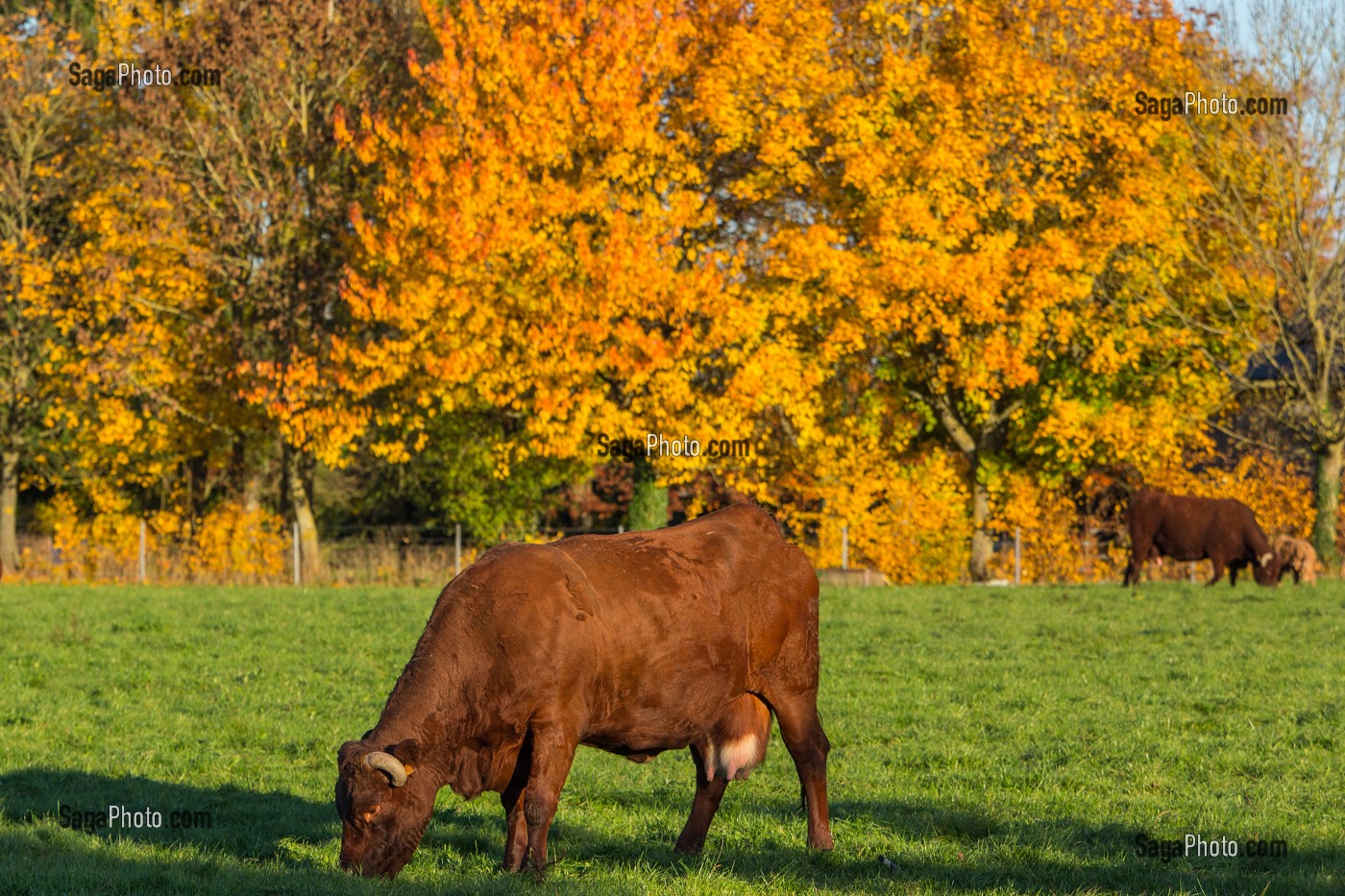 VACHES DE RACES SALERS SOUS LES ARBRES AUX COULEURS DE L'AUTOMNE, RUGLES (27), FRANCE 