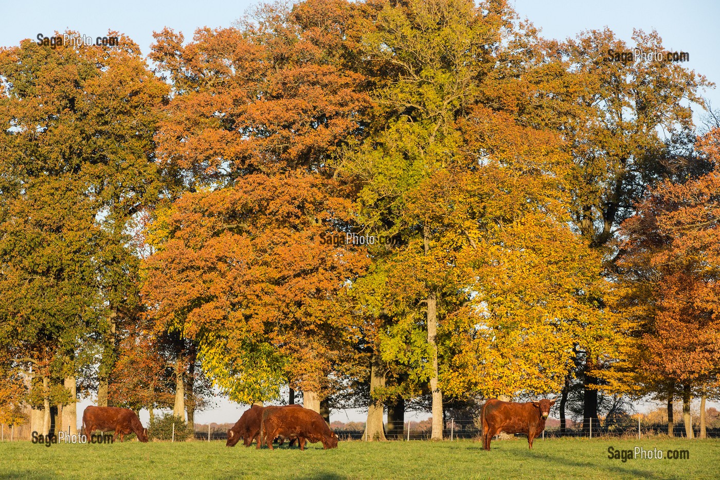 VACHES DE RACES SALERS SOUS LES ARBRES AUX COULEURS DE L'AUTOMNE, RUGLES (27), FRANCE 