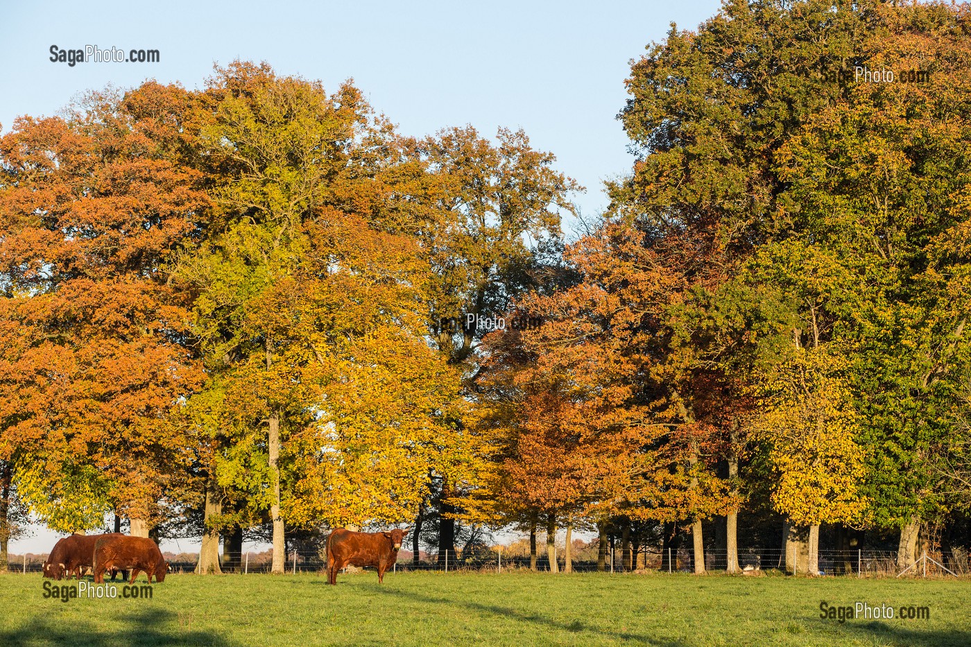 VACHES DE RACES SALERS SOUS LES ARBRES AUX COULEURS DE L'AUTOMNE, RUGLES (27), FRANCE 