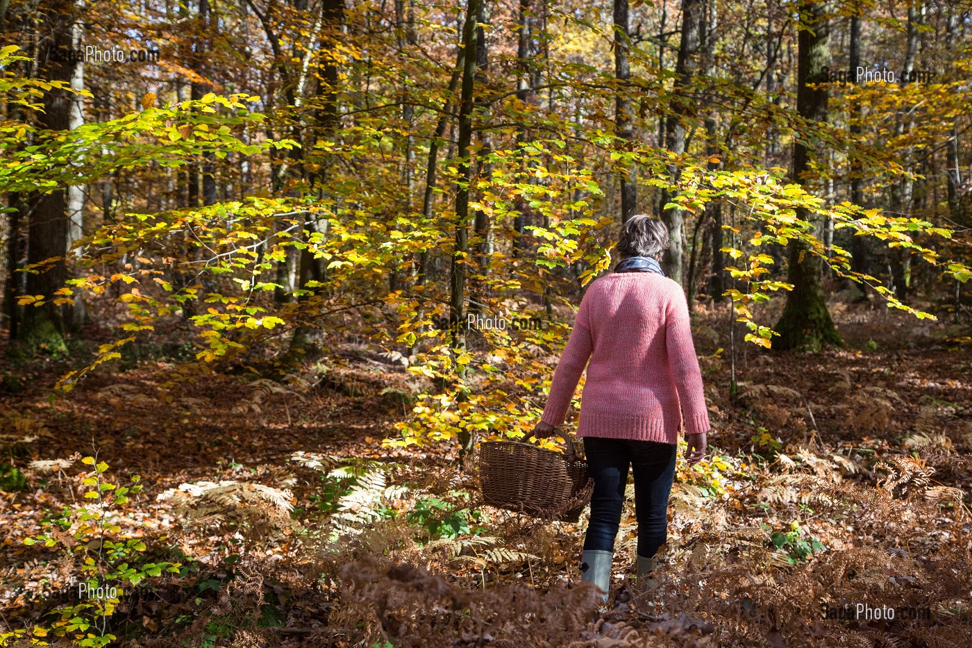 CUEILLETTE DES CHAMPIGNONS EN FORET DE BOURTH (27) EURE, FRANCE 