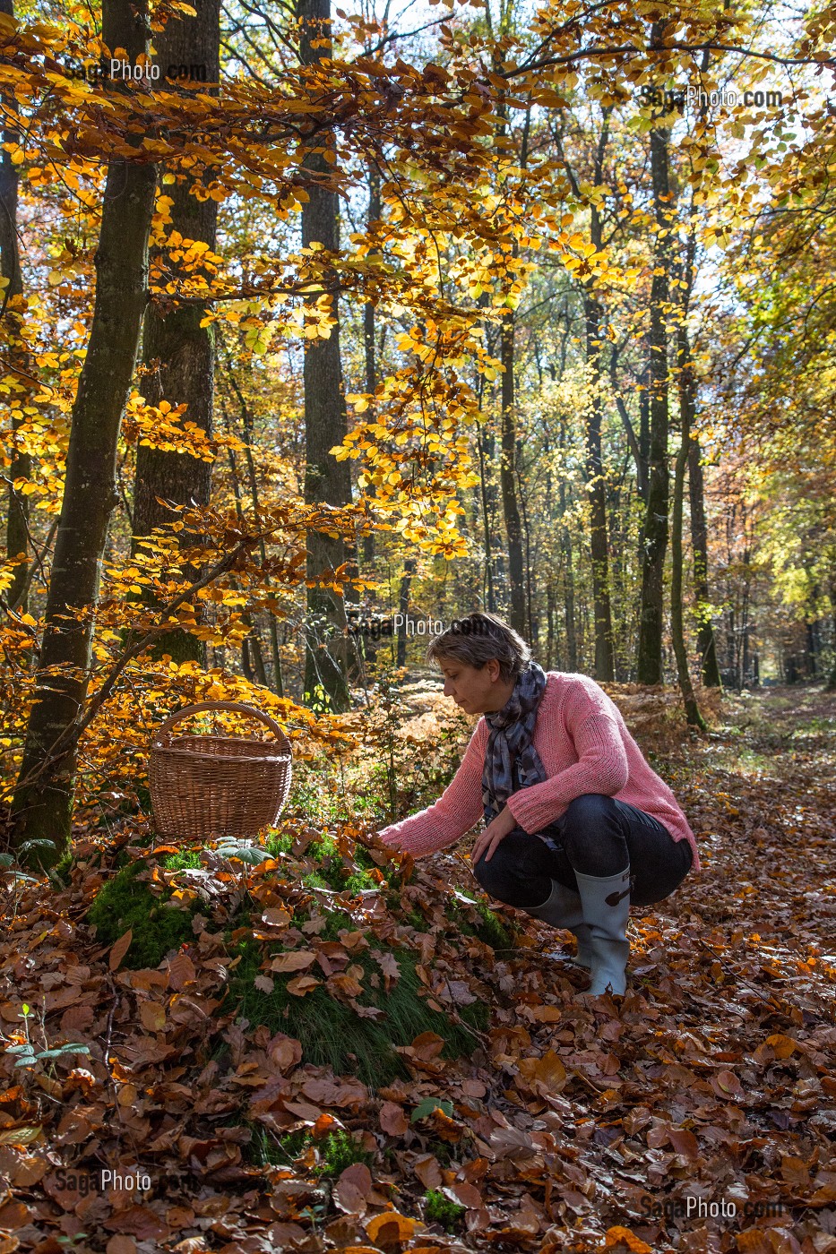 CUEILLETTE DES CHAMPIGNONS EN FORET DE BOURTH (27) EURE, FRANCE 