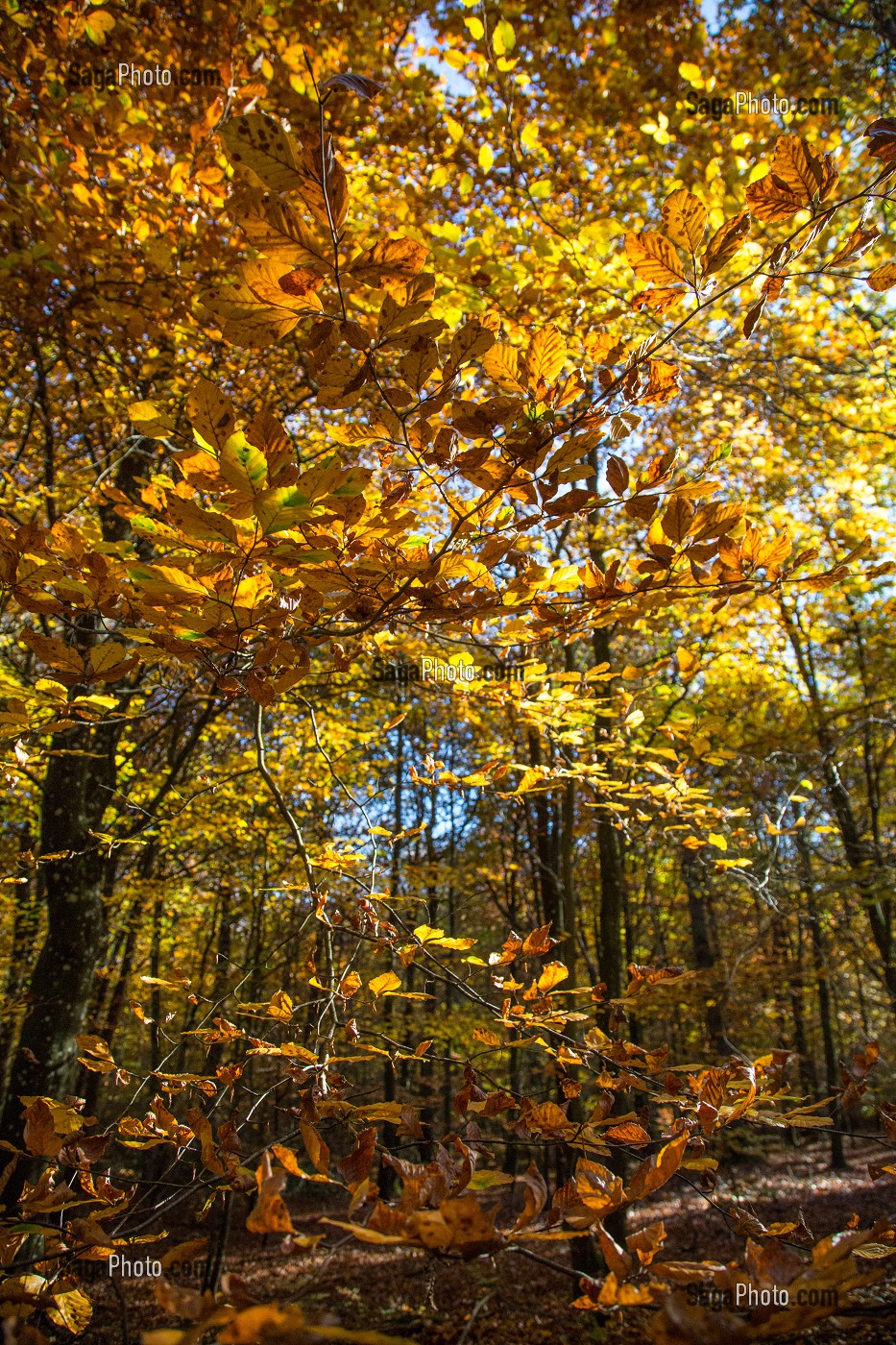 LES ARBRES AUX COULEURS D'AUTOMNE, FORET DE CONCHES (27), FRANCE 