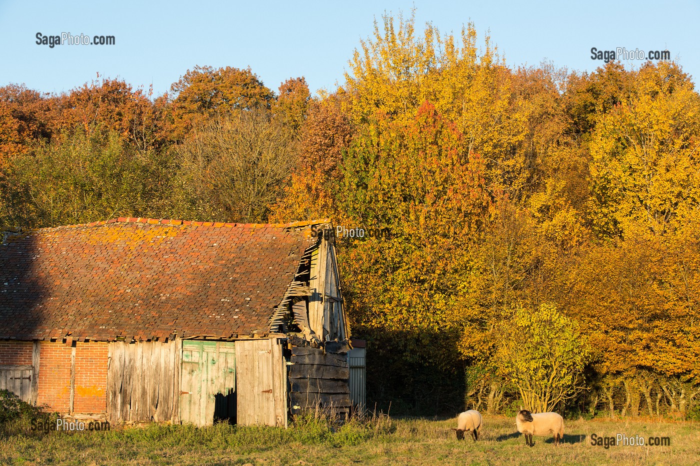 MAISON ABANDONNEE ET MOUTONS, COULEURS D'AUTOMNE, FORET DE CONCHES (27), FRANCE 