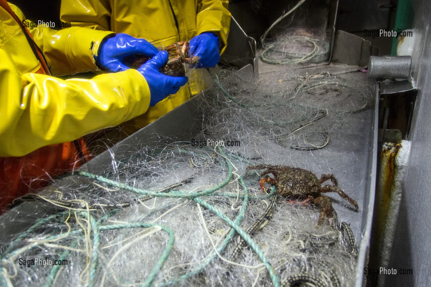 ARAIGNEE DE MER SUR LA TABLE, PECHE EN MER SUR LE FILEYEUR 'LES OCEANES' AU LARGE DE LORIENT (56), BRETAGNE, FRANCE 