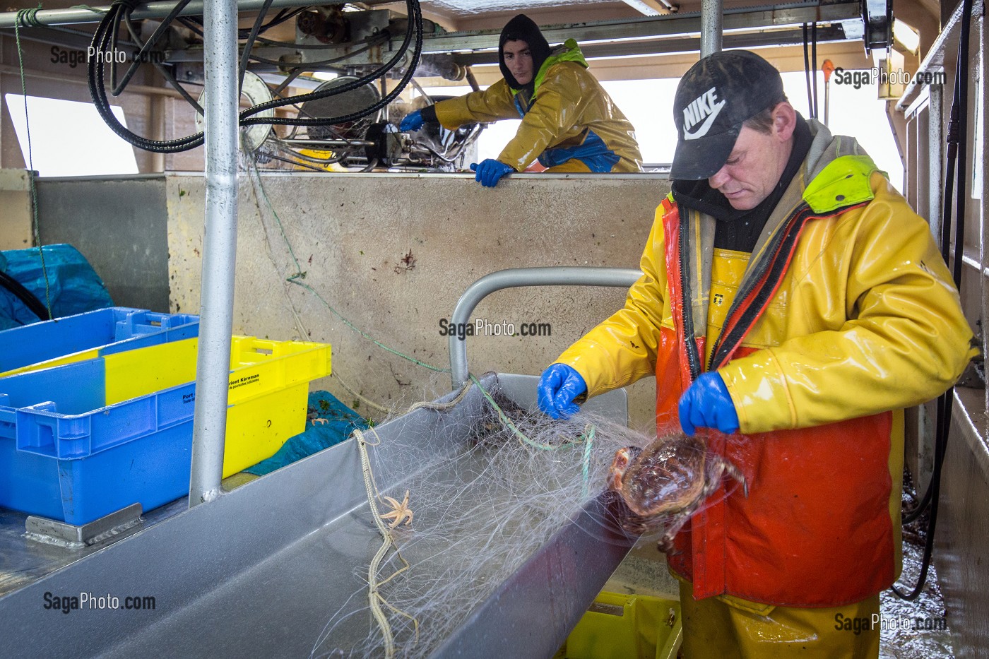 MARIN AVEC UN TOURTEAU PRIS AU FILET, PECHE EN MER SUR LE FILEYEUR 'LES OCEANES' AU LARGE DE LORIENT (56), BRETAGNE, FRANCE 