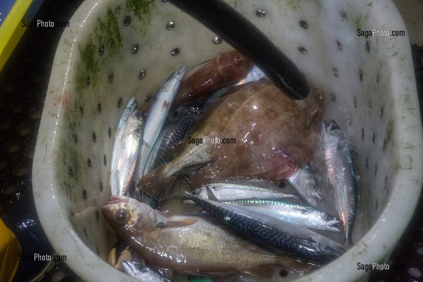BACS DE POISSONS DE LA MAREE, PECHE EN MER SUR LE FILEYEUR 'LES OCEANES' AU LARGE DE LORIENT (56), BRETAGNE, FRANCE 