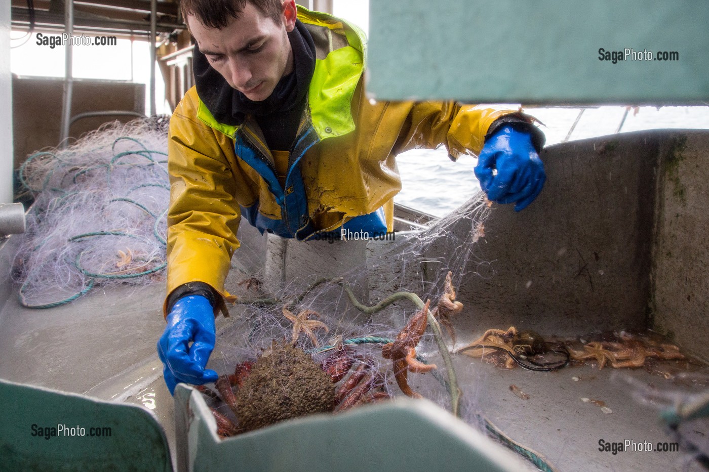 MARIN AVEC UNE ARAIGNEE PRISE AU FILET, PECHE EN MER SUR LE FILEYEUR 'LES OCEANES' AU LARGE DE LORIENT (56), BRETAGNE, FRANCE 