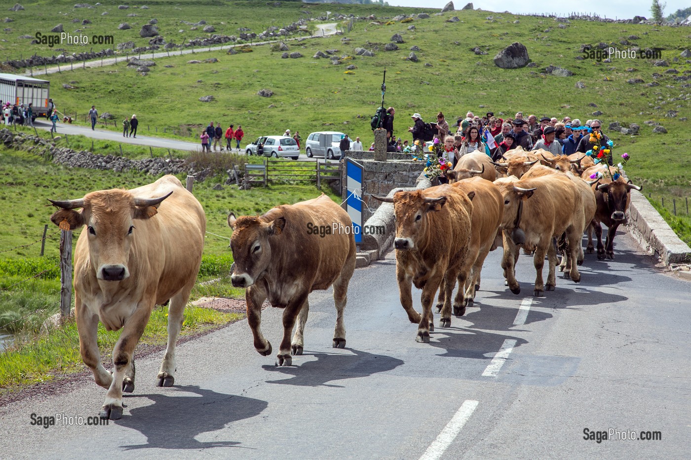 ELEVEUR ET TROUPEAU SUR LES ROUTES DE LA COMMUNE DE MARCHASTEL, FETE DE LA TRANSHUMANCE DE VACHES DE RACE AUBRAC, LOZERE (48), FRANCE 