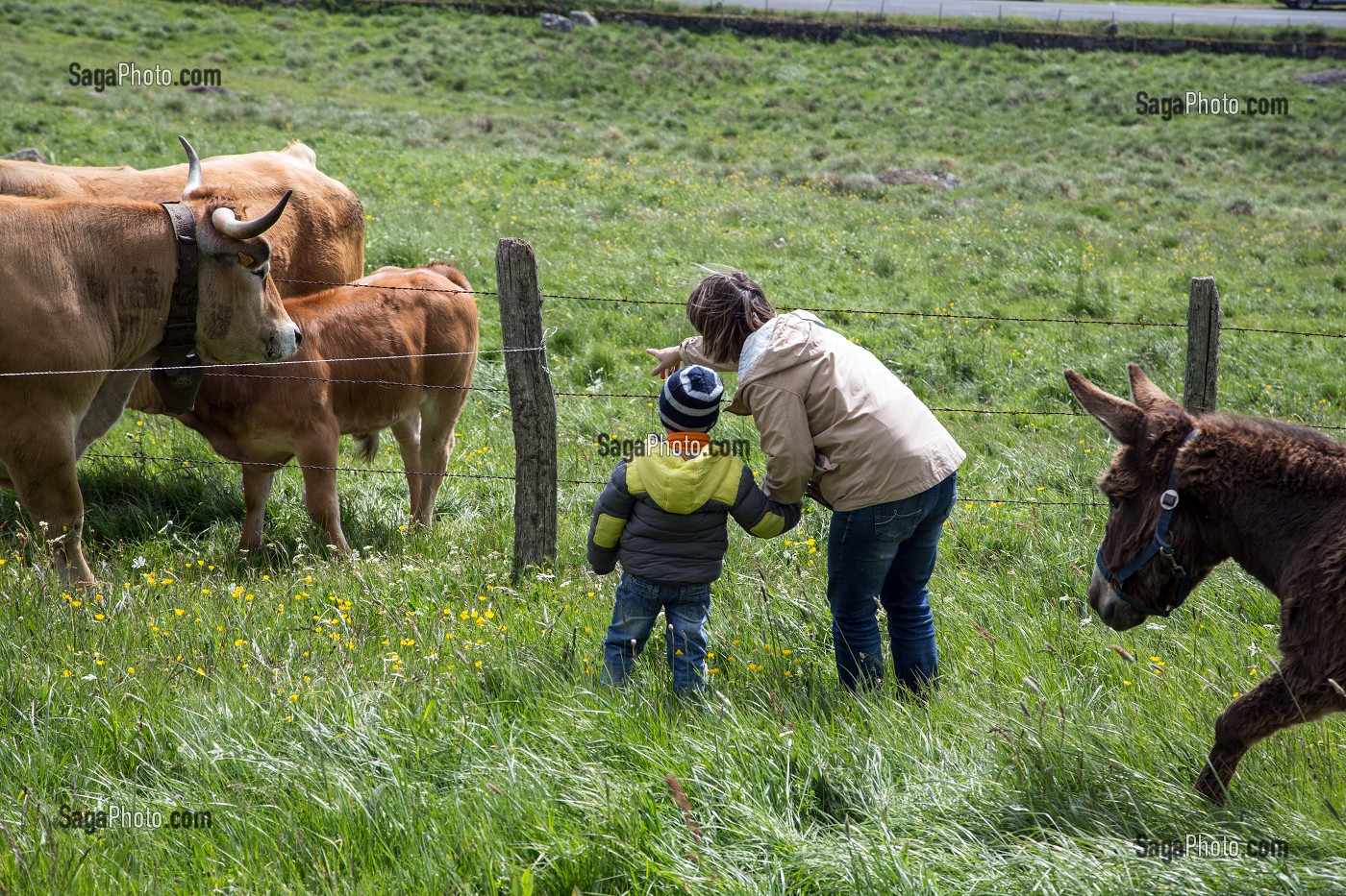 MERE ET SON ENFANT VENUS VOIR LES VACHES ET L'ANE, FETE DE LA TRANSHUMANCE, VACHES DE RACE AUBRAC DE MARCHASTEL, LOZERE (48), FRANCE 