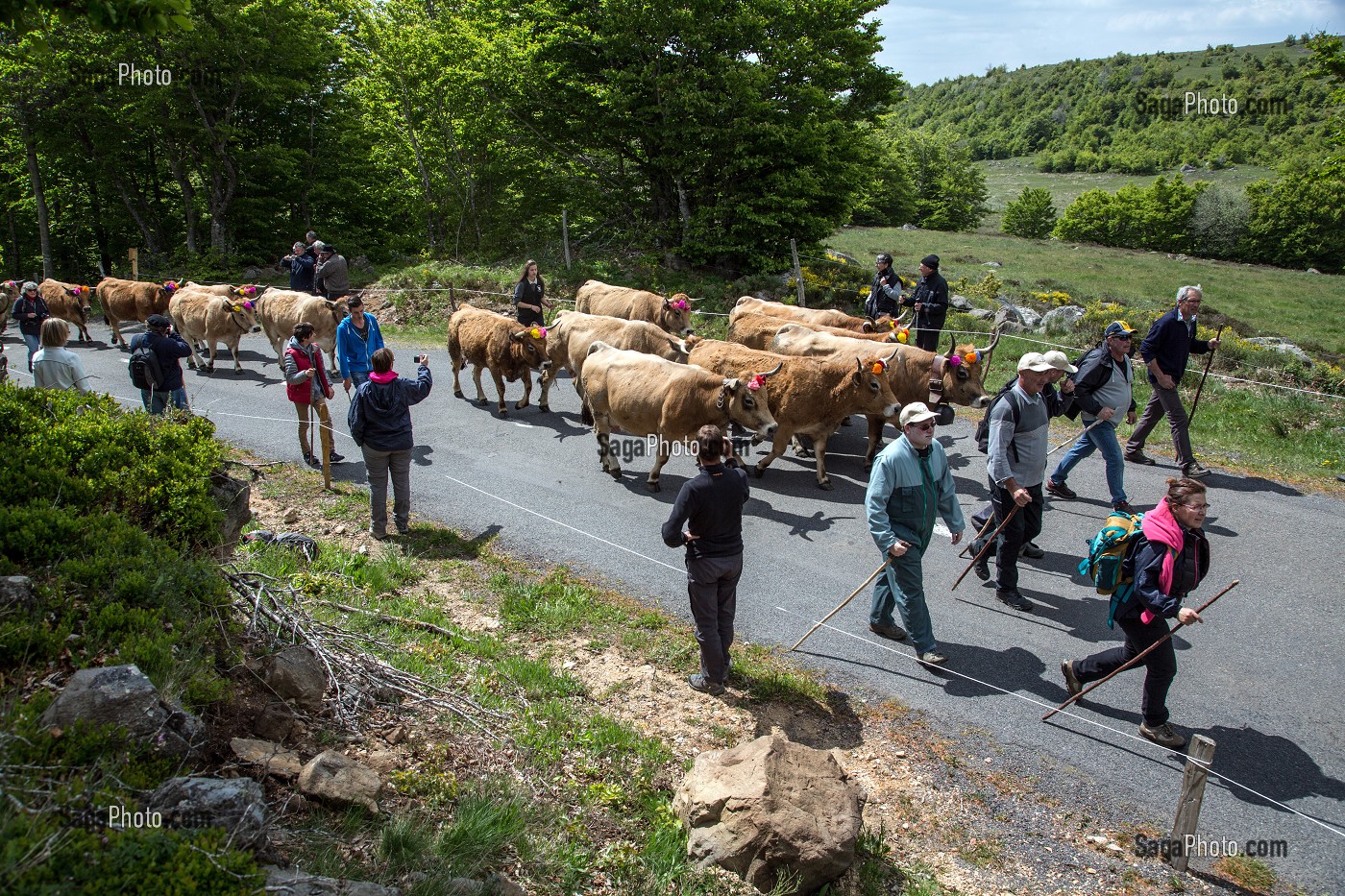 ARRIVEE DES TROUPEAUX LORS DE FETE DE LA TRANSHUMANCE DE VACHES DE RACE AUBRAC, COL DE BONNECOMBE, LOZERE (48), FRANCE 