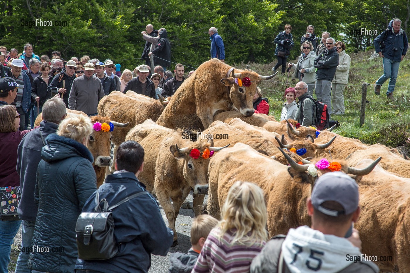 ARRIVEE DES TROUPEAUX AU MILIEU DE LA FOULE, FETE DE LA TRANSHUMANCE DE VACHES DE RACE AUBRAC, COL DE BONNECOMBE, LOZERE (48), FRANCE 