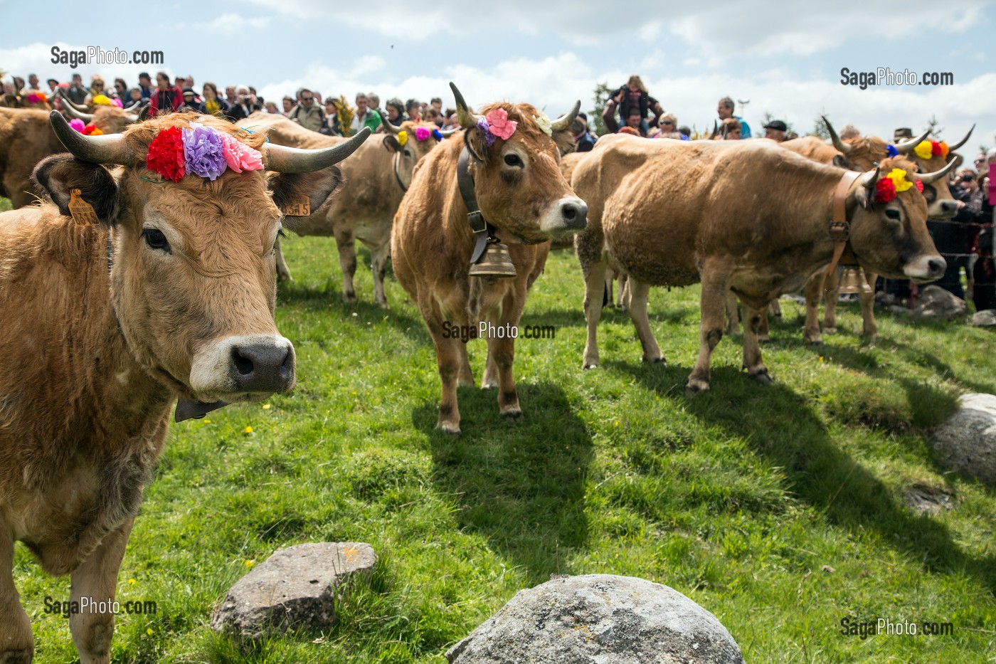 RASSEMBLEMENT DES TROUPEAUX POUR LE PUBLIC, FETE DE LA TRANSHUMANCE DE VACHES DE RACE AUBRAC, COL DE BONNECOMBE, LOZERE (48), FRANCE 