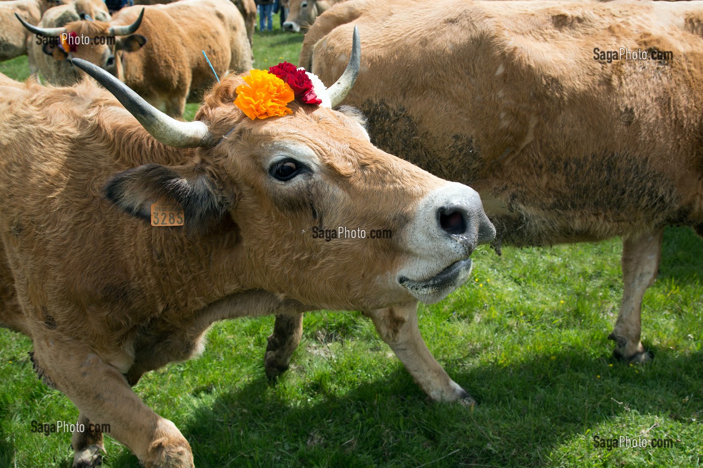 RASSEMBLEMENT DES TROUPEAUX, FETE DE LA TRANSHUMANCE DE VACHES DE RACE AUBRAC, COL DE BONNECOMBE, LOZERE (48), FRANCE 