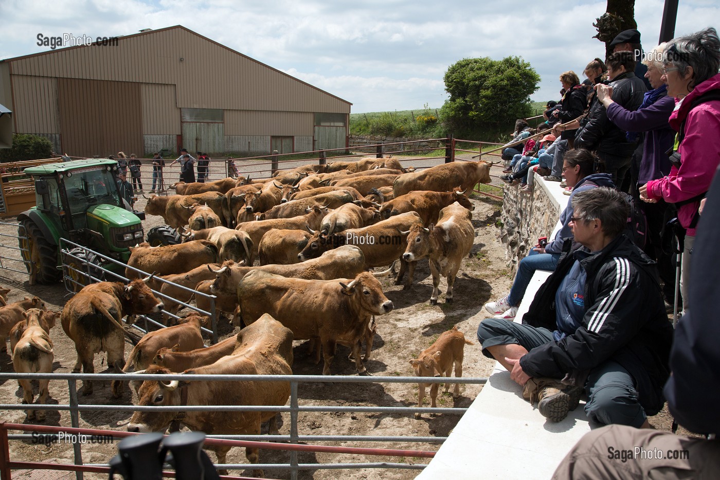 PREPARATION DU TROUPEAU, TRANSHUMANCE DE VACHES DE RACE AUBRAC DANS LA FERME DE JEAN PHILIPPE PIGNOL, SAINT PIERRE DE NOGARET, LOZERE (48), FRANCE 