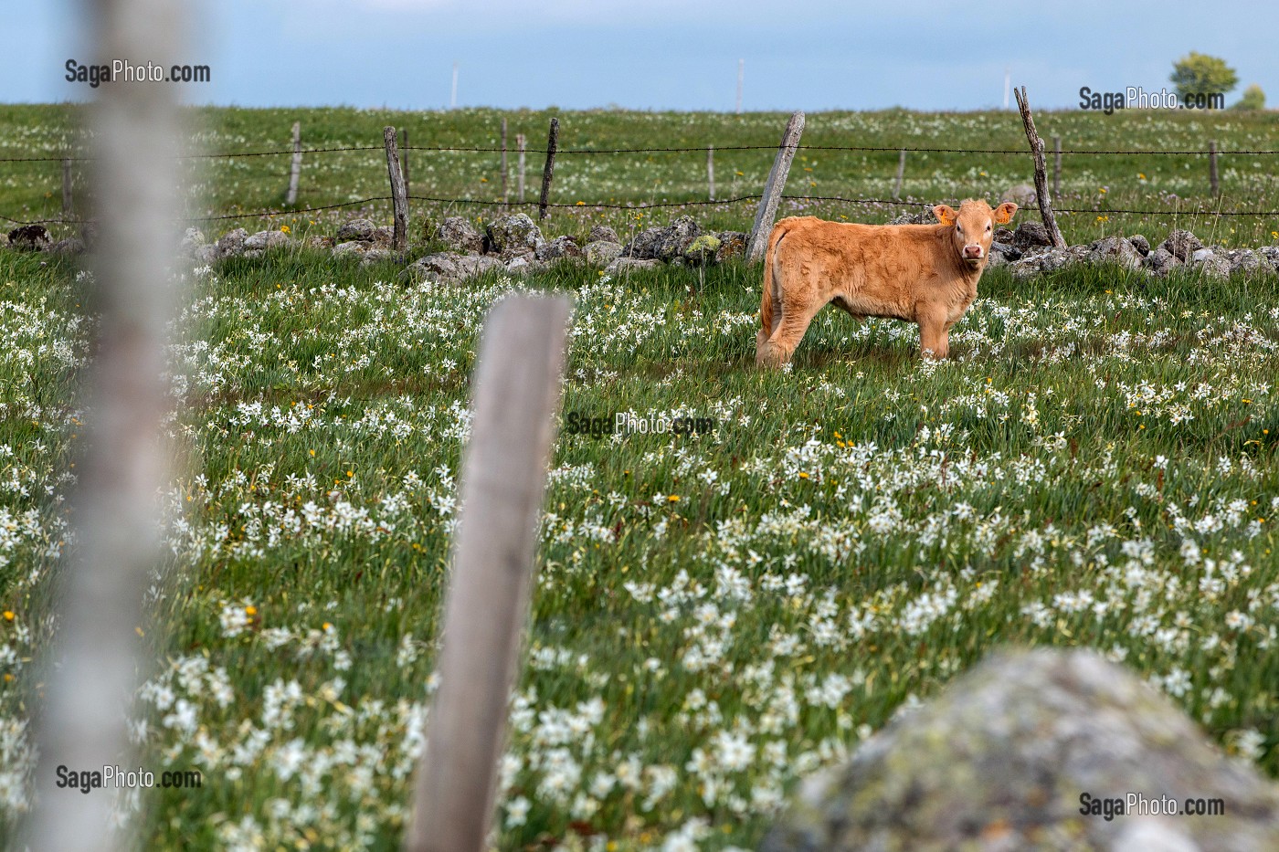 VEAU  DE RACE AUBRAC DANS UN PRE FLEURI DE NARCISSES ET JONQUILLES SAUVAGES, NASBINALS, LOZERE (48), FRANCE 