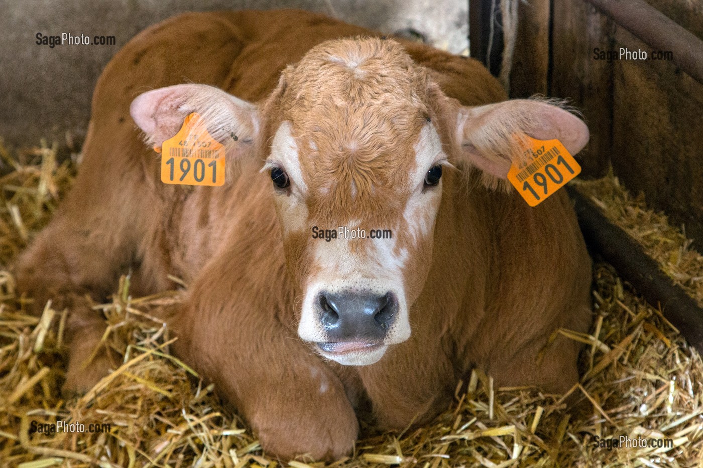 JEUNE VEAU A L'ETABLE DE RACE AUBRAC, LOZERE (48), FRANCE 