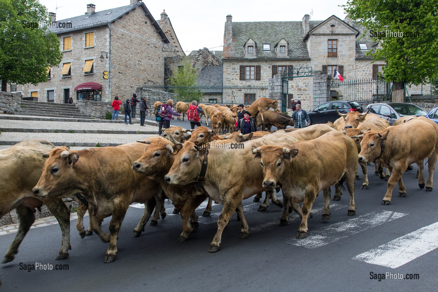 TRAVERSEE DU TROUPEAU DANS LE VILLAGE, TRANSHUMANCE DE VACHES DE RACE AUBRAC, NASBINALS, LOZERE, FRANCE 