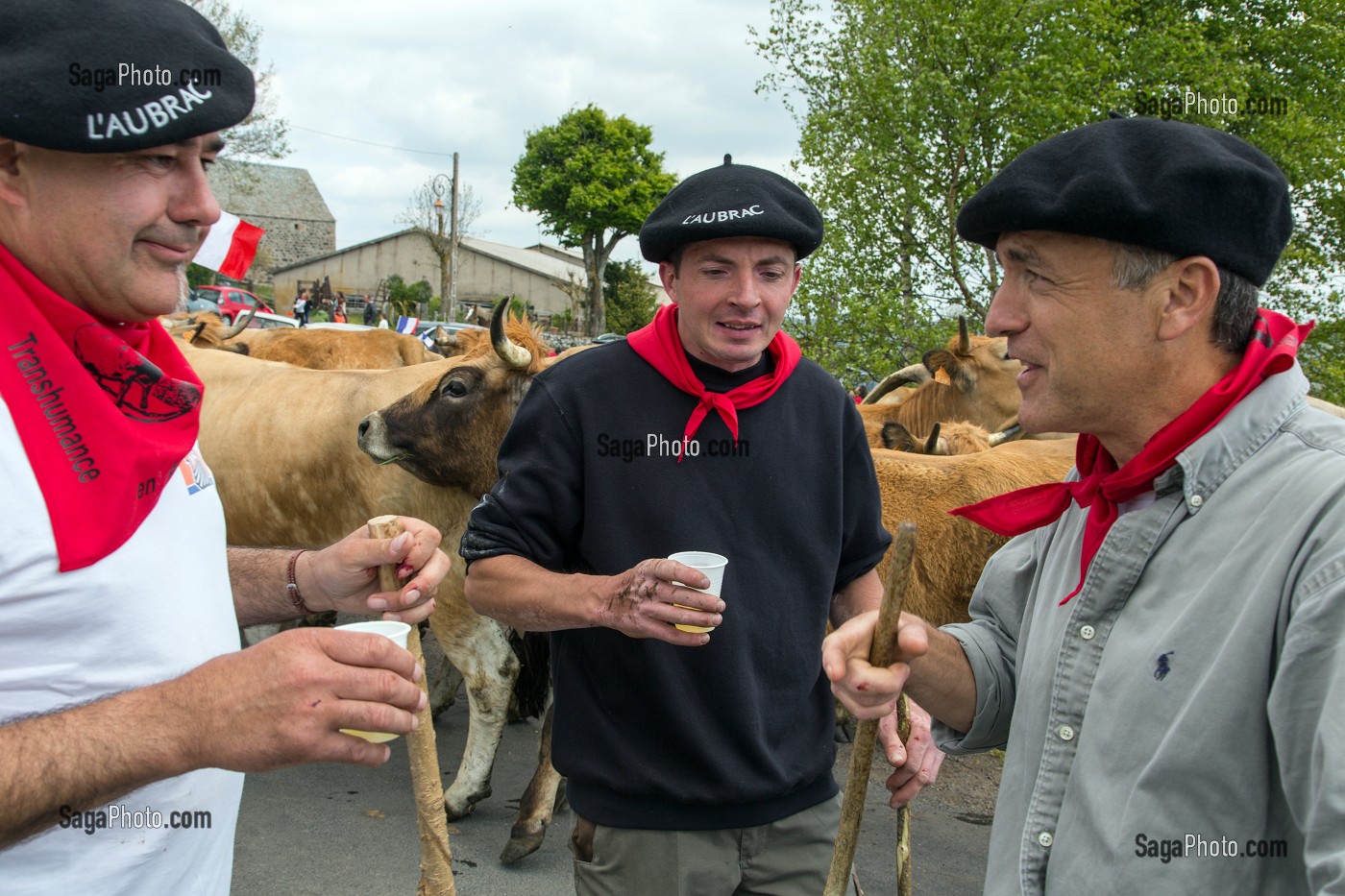 LES ELEVEURS DE L'AUBRAC AVEC LEURS BERETS, TRANSHUMANCE DE VACHES DE RACE AUBRAC DE MARCHASTEL, LOZERE, FRANCE 