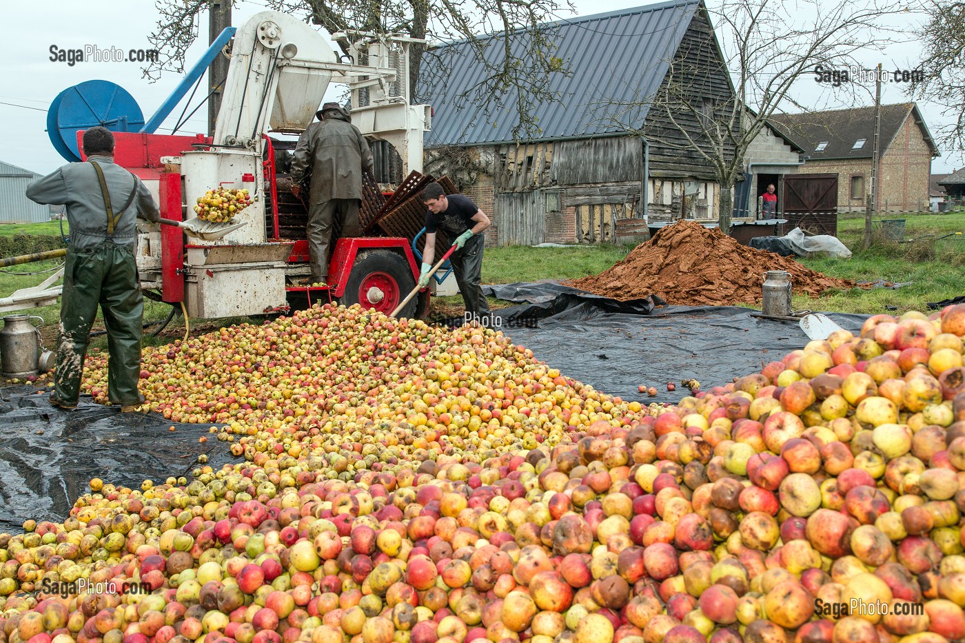 OUVRIERS AGRICOLES POUR LANCER DES POMMES DANS LE PRESSOIR, FABRICATION DU CIDRE FERMIER, EXPLOITATION AGRICOLE DE CLAUDE COURBE, RUGLES (27), FRANCE 