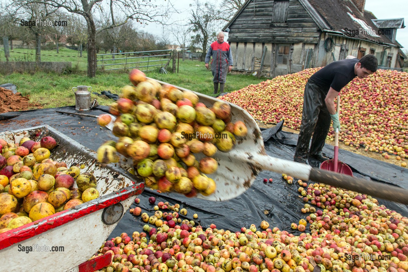 OUVRIERS AGRICOLES POUR LANCER DES POMMES DANS LE PRESSOIR, FABRICATION DU CIDRE FERMIER, EXPLOITATION AGRICOLE DE CLAUDE COURBE, RUGLES (27), FRANCE 