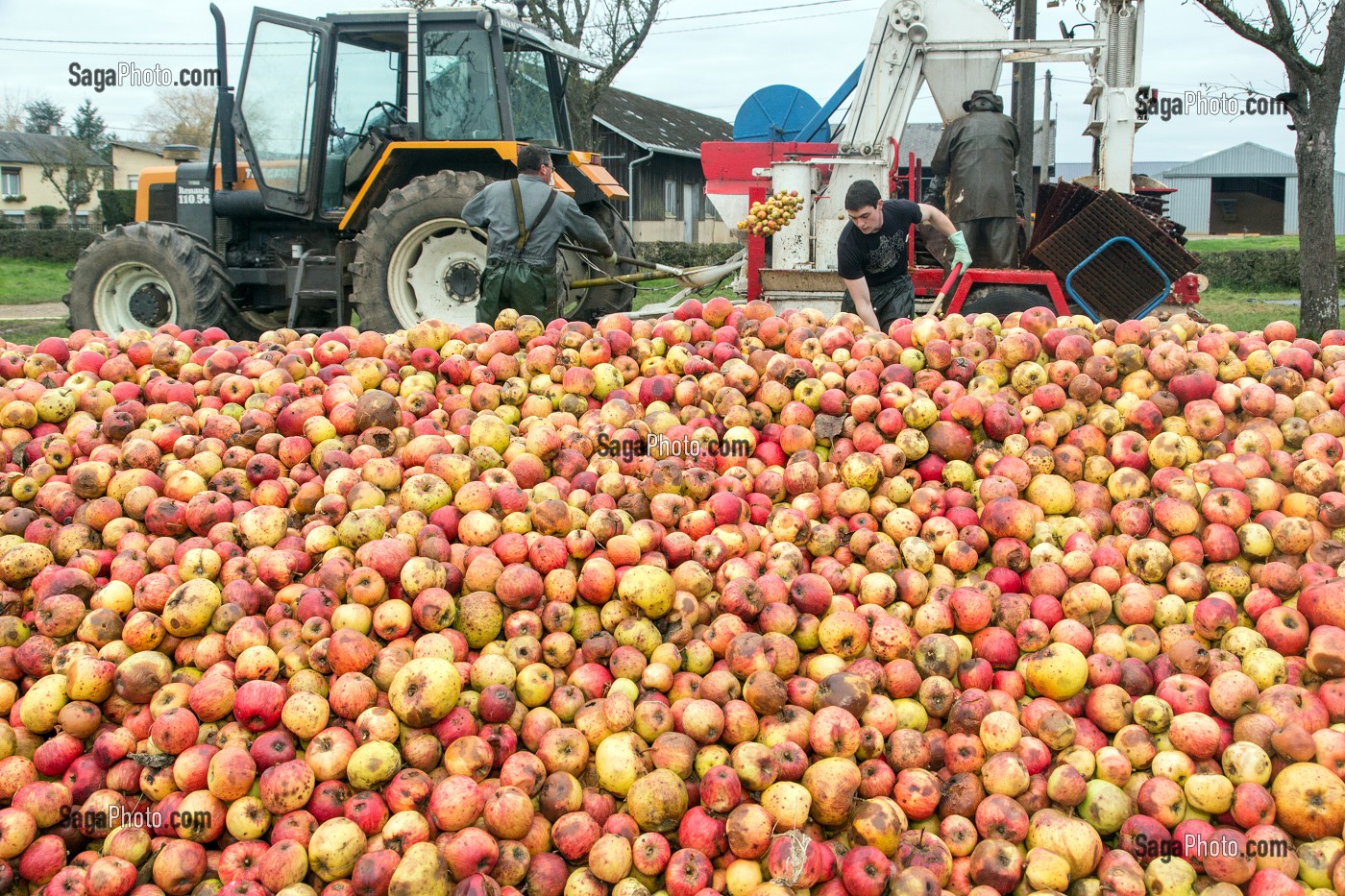 OUVRIERS AGRICOLES POUR LANCER DES POMMES DANS LE PRESSOIR, FABRICATION DU CIDRE FERMIER, EXPLOITATION AGRICOLE DE CLAUDE COURBE, RUGLES (27), FRANCE 